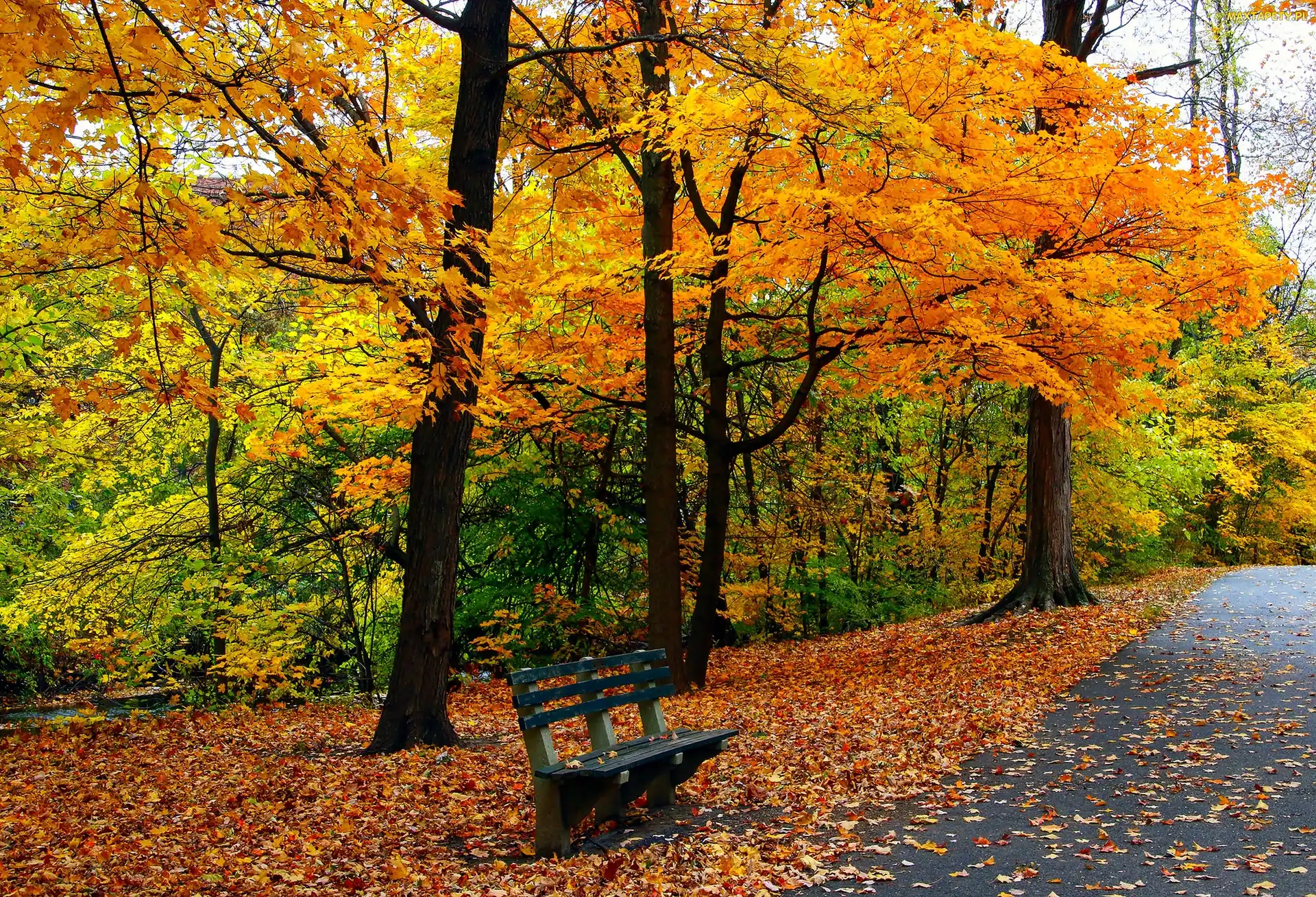 Jesień, Ławeczka, Park, Drzewa
