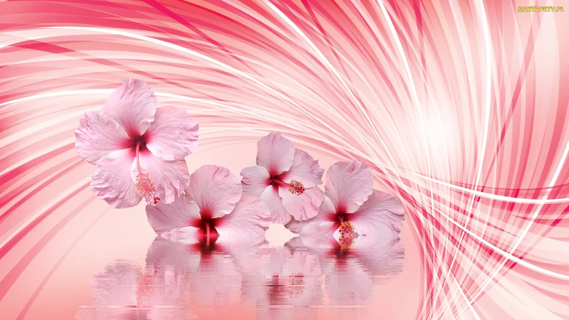 Kwiaty, Grafika 2D, Odbicie, Woda, Hibiskus