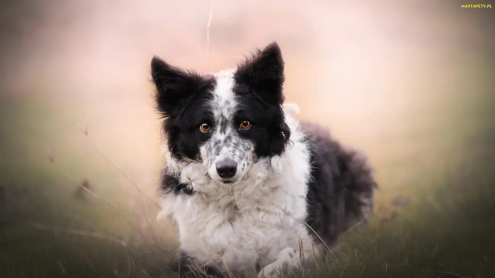 Border collie, Tło, Rozmyte, Łąka, Pies