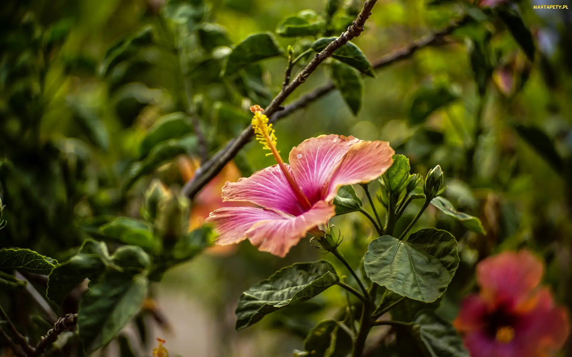 Hibiskus, Liście, Kwiaty