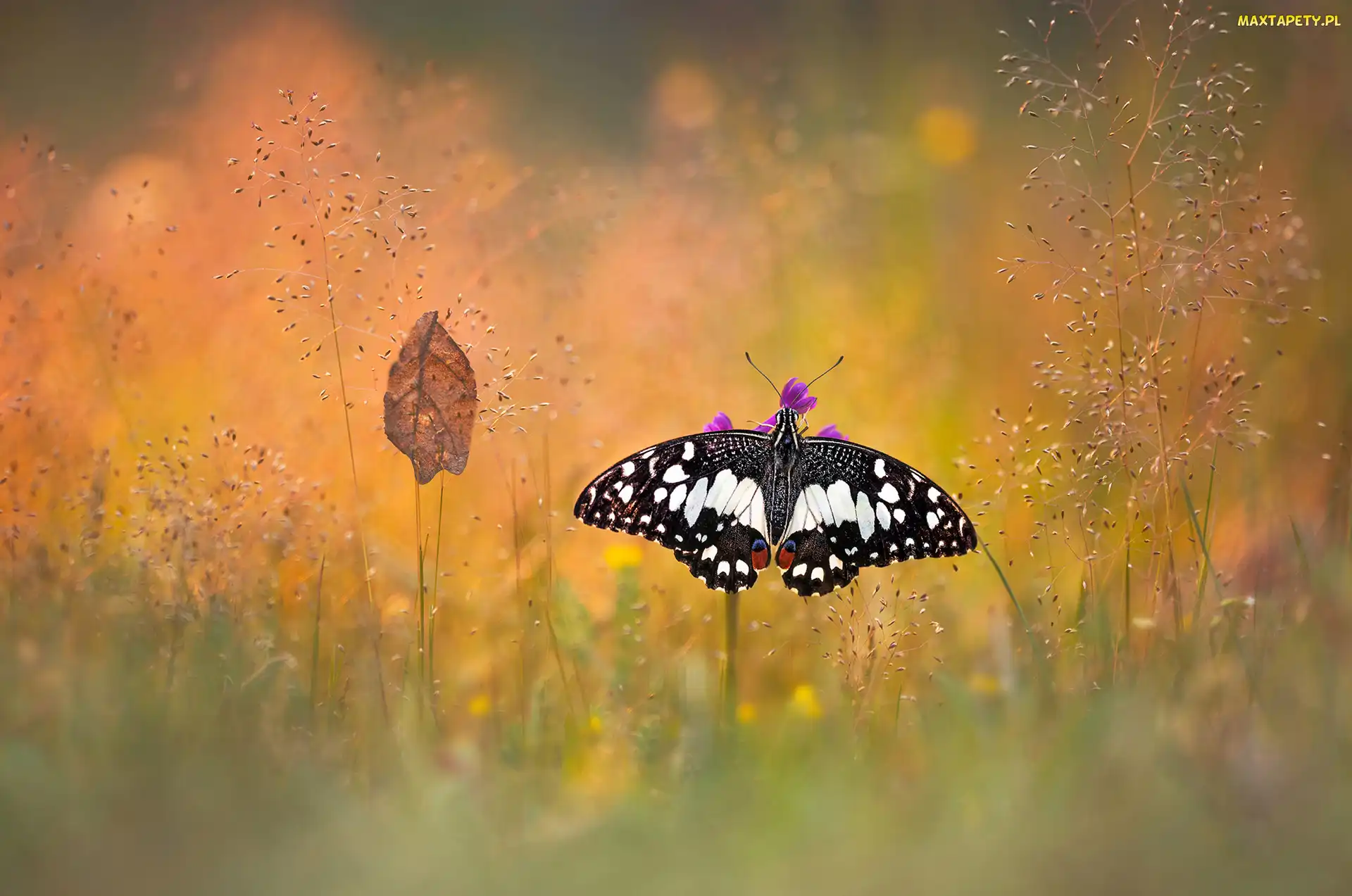 Papilio demodocus, Bokeh, Liść, Trawa, Motyl