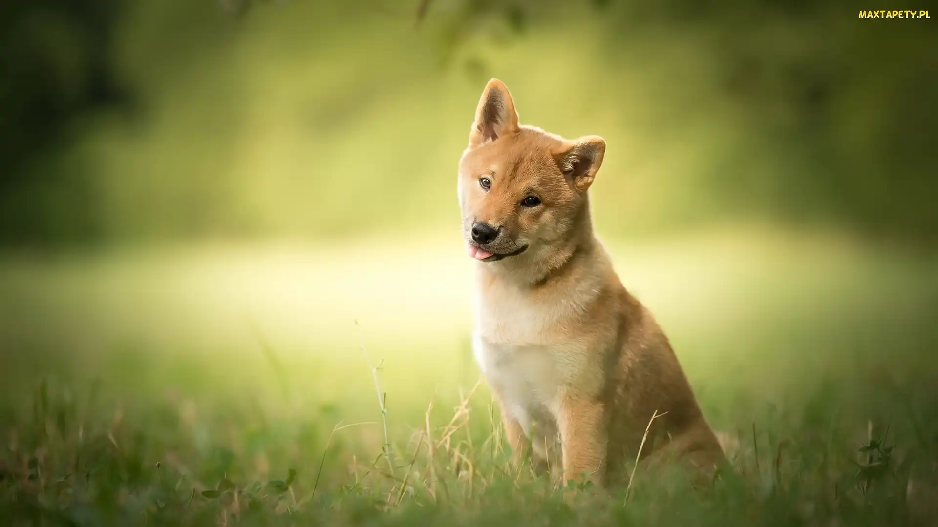 Shiba inu, Trawa, Pies