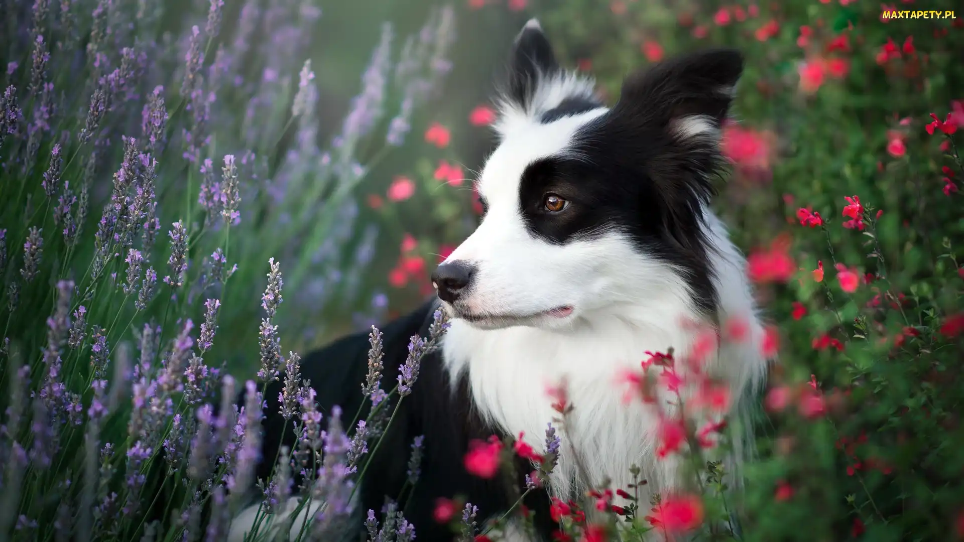 Kwiaty, Łąka, Pies, Border collie