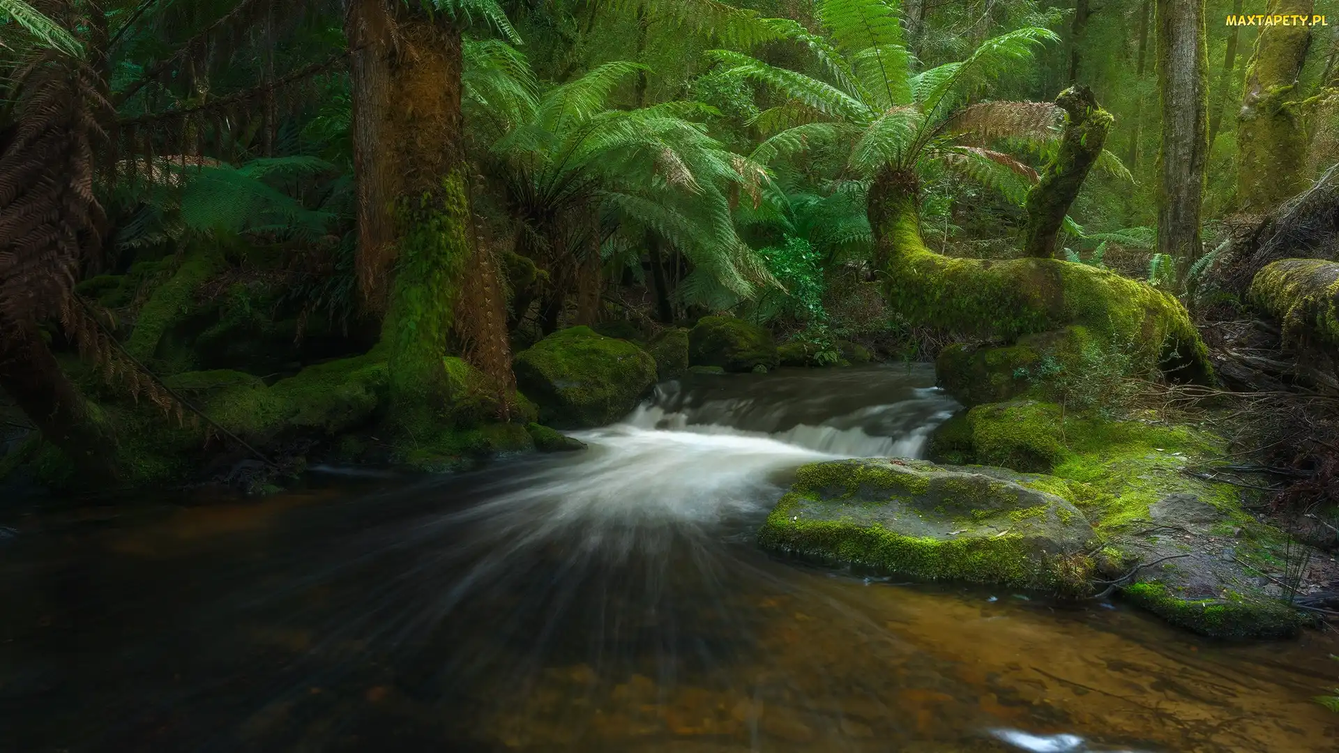 Tasmania, Drzewa, Australia, Las deszczowy, Rzeka, Park Narodowy Mount Field, Strumień, Paprocie