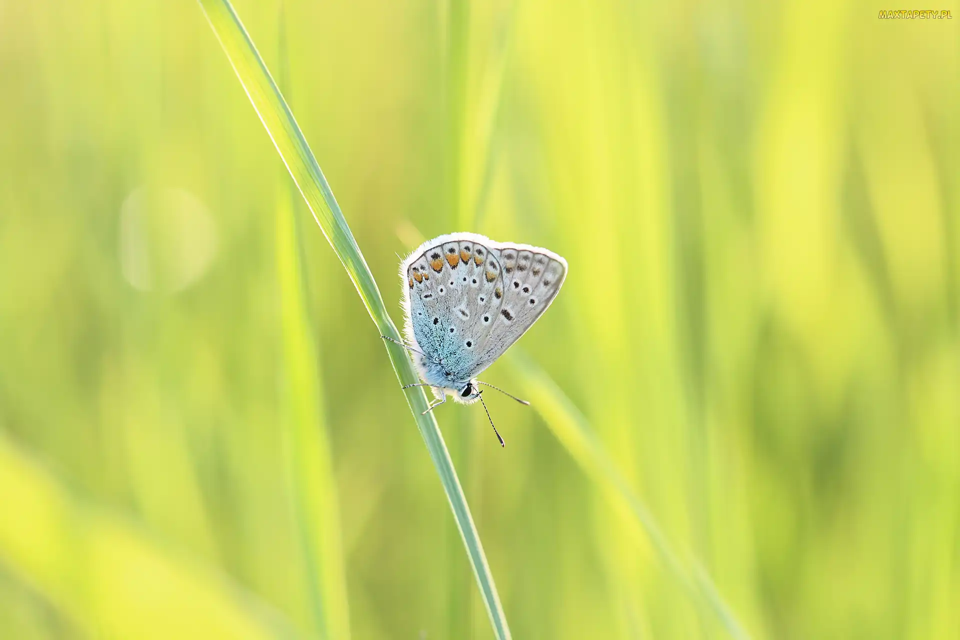 Trawa, Źdźbło, Motyl, Modraszek