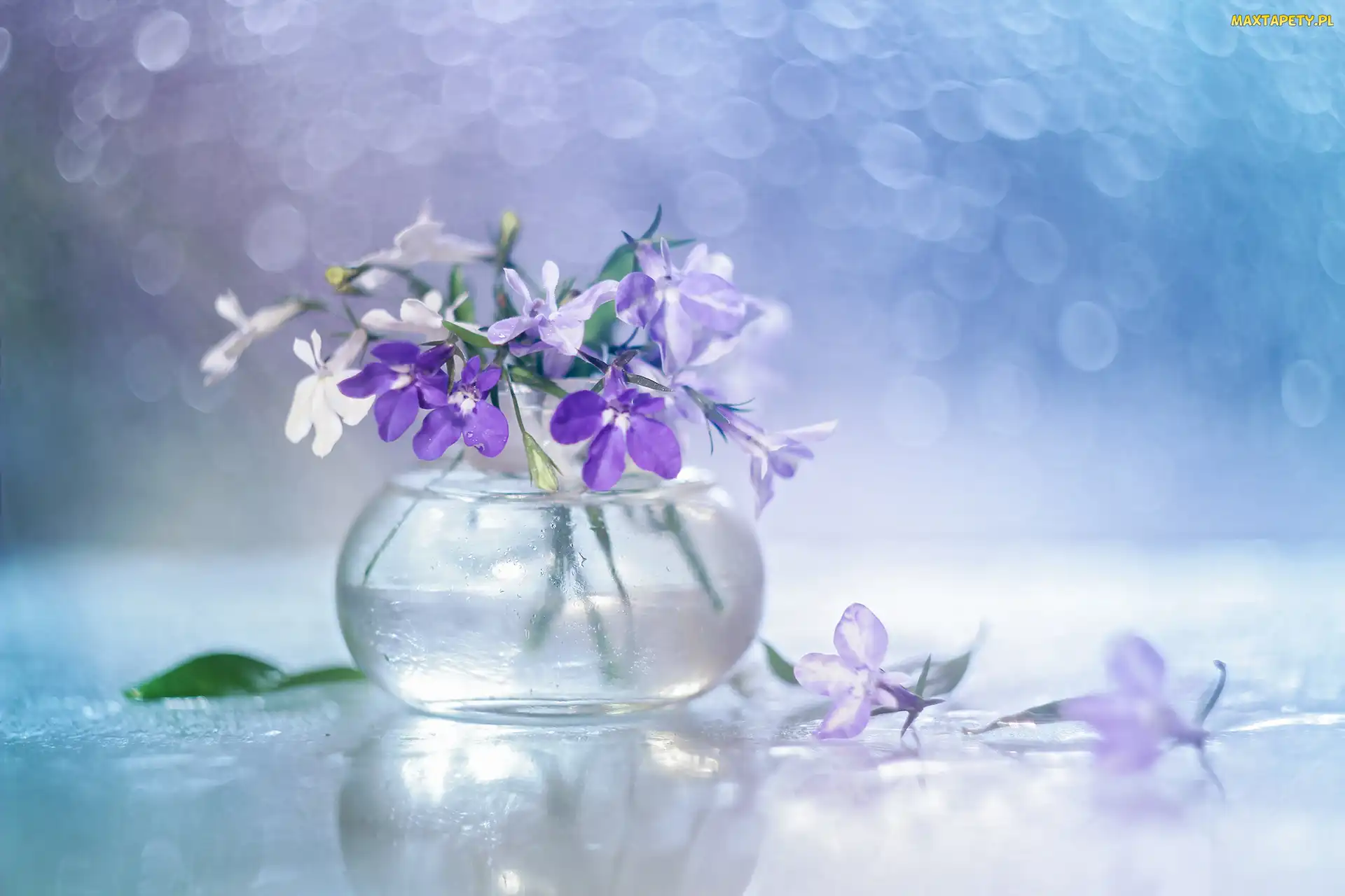 Lobelia, Bokeh, Wazonik, Kwiaty, Dekoracja