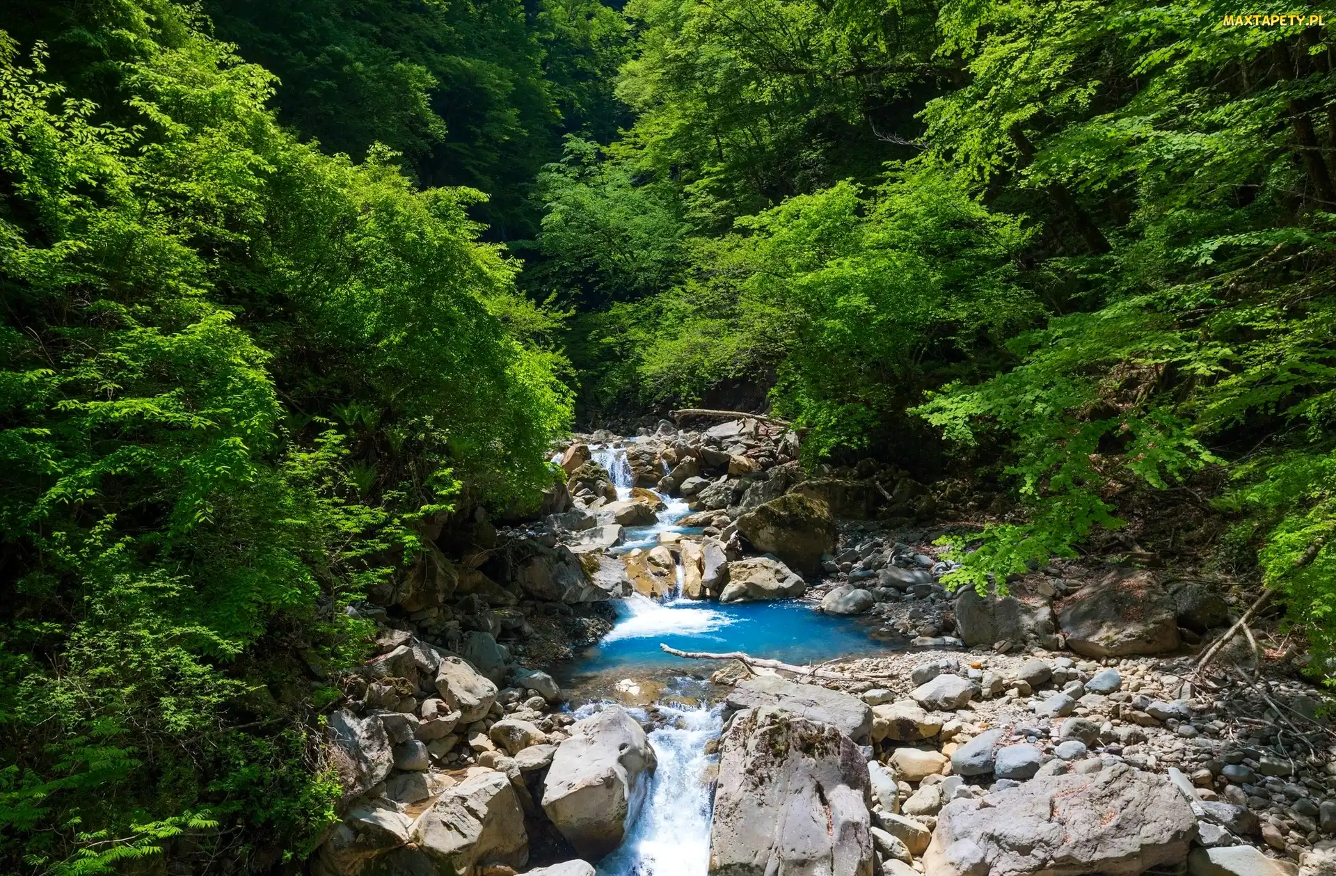 Las, Strumyk, Kamienie
