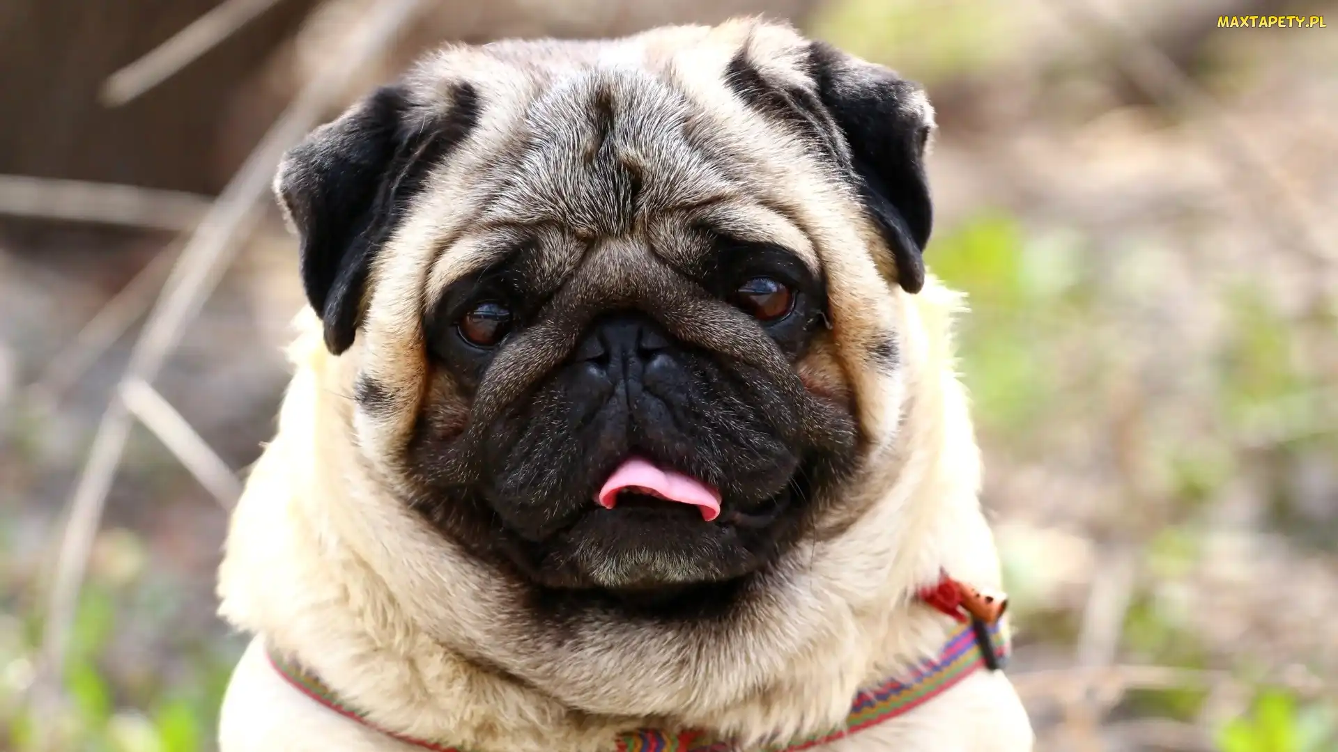 Mops, Język, Pies