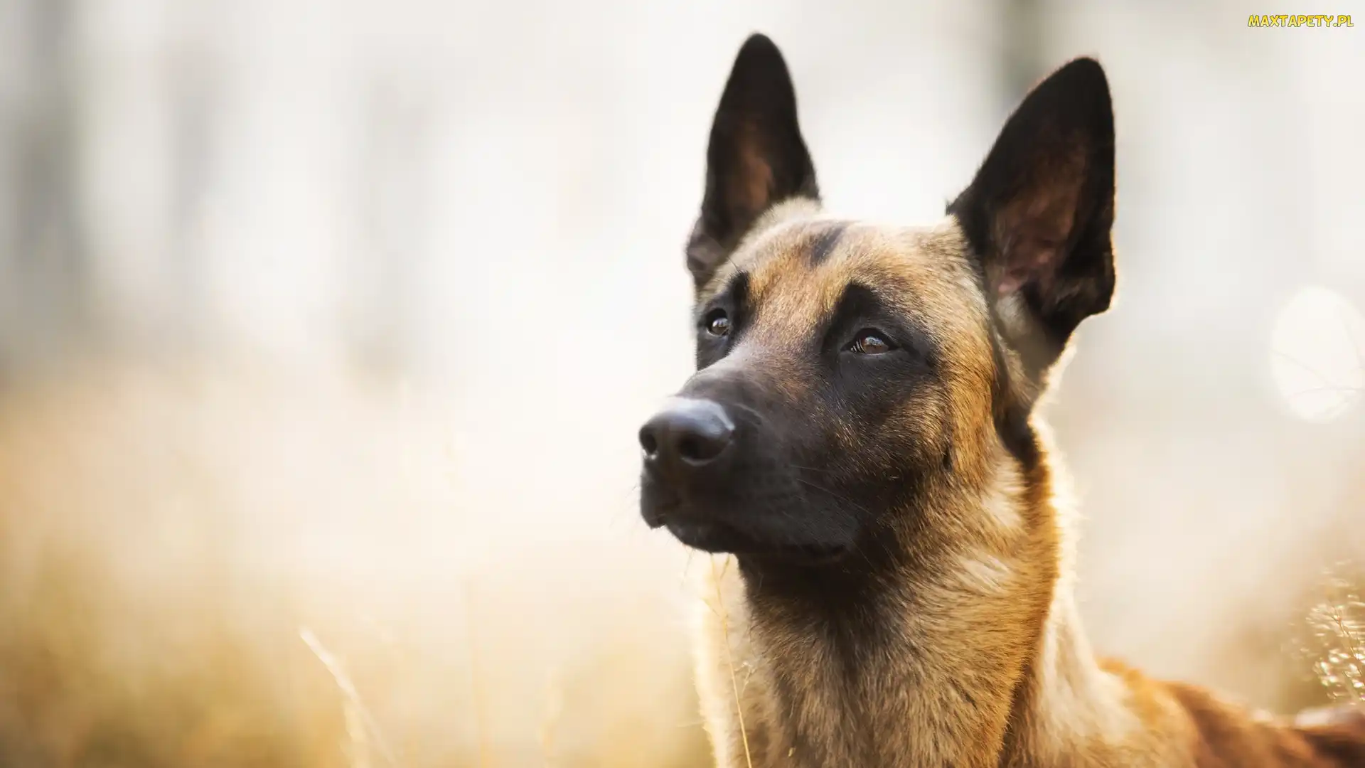 Pies, Mordka, Owczarek belgijski malinois
