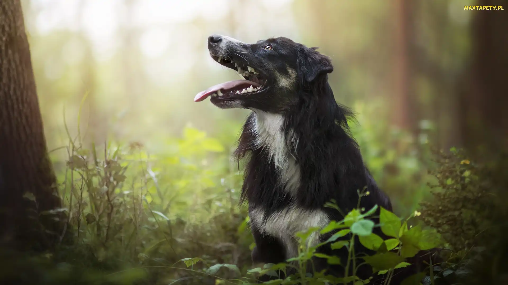 Rośliny, Las, Pies, Border collie