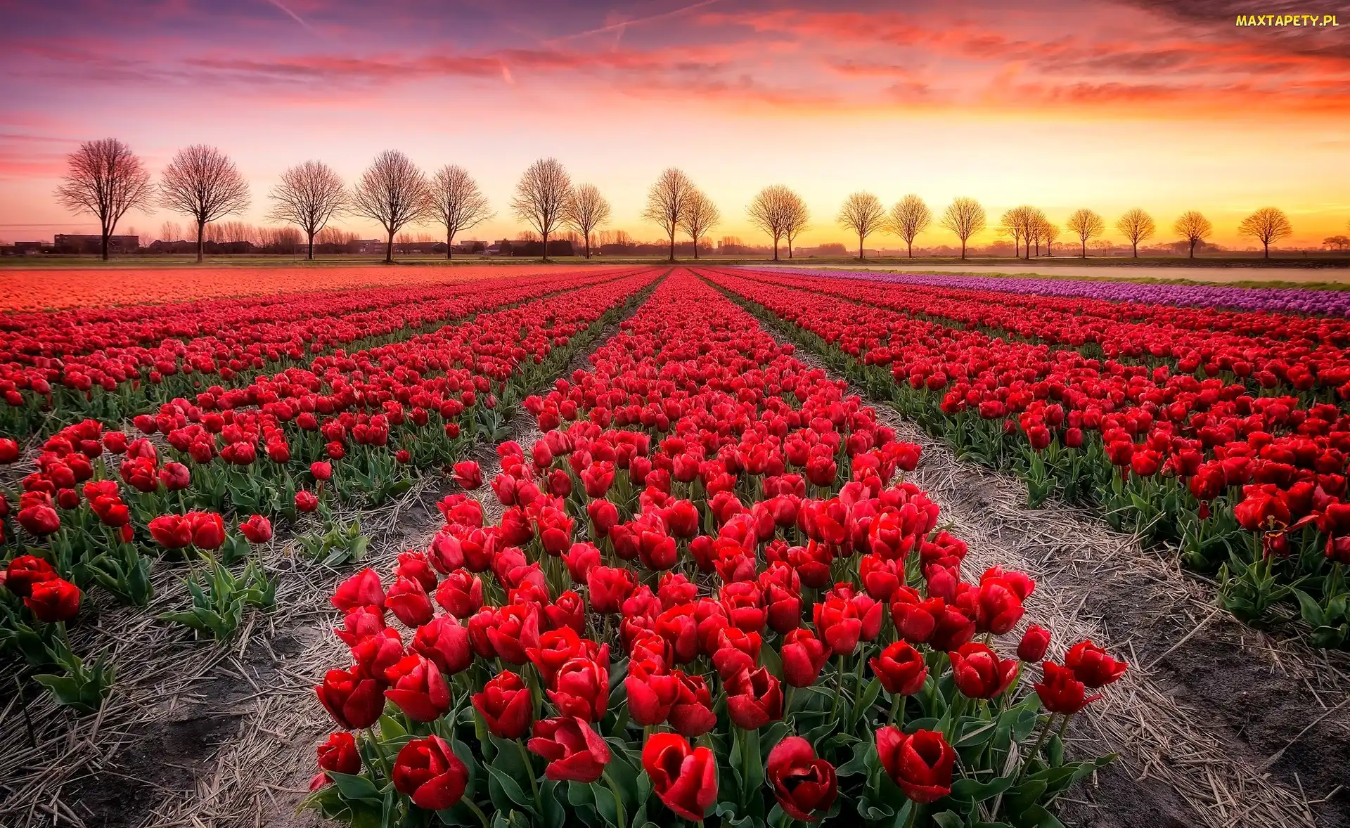 Pole, Drzewa, Tulipany