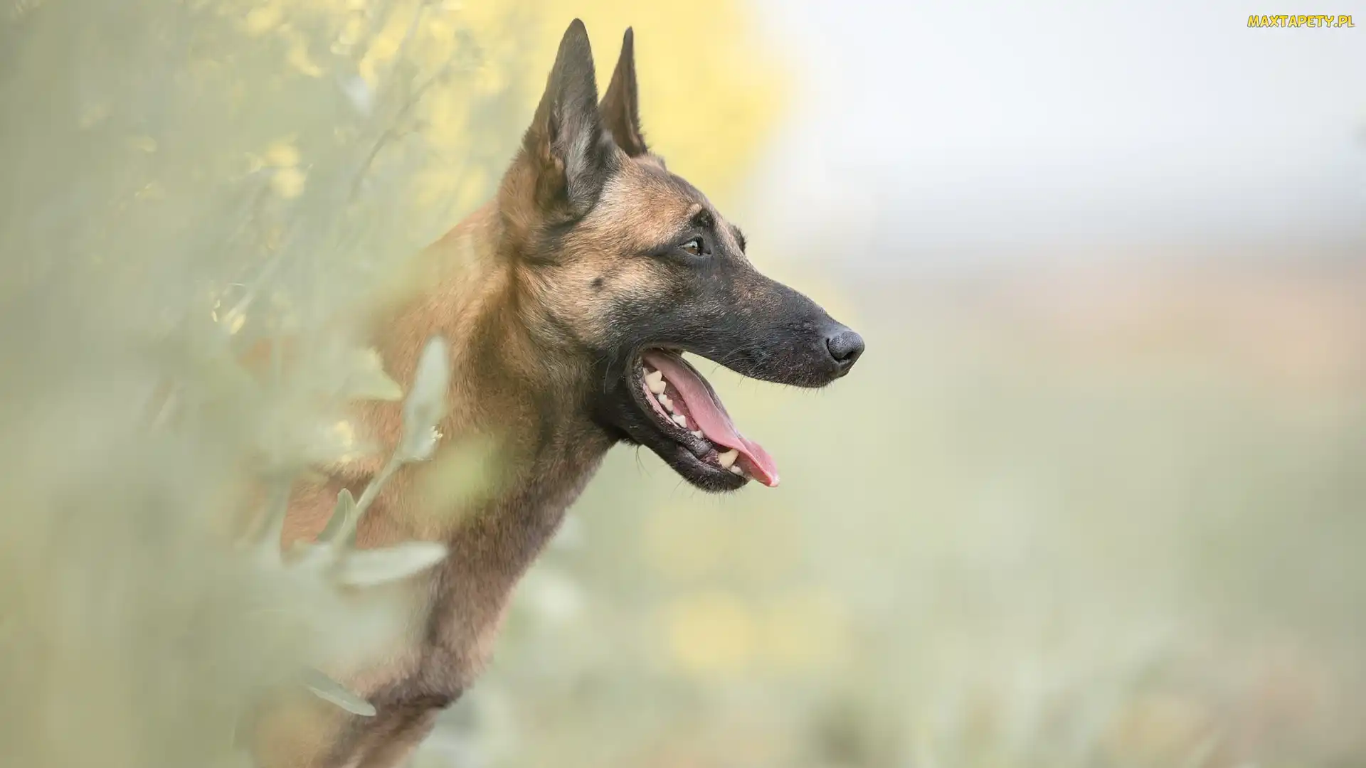Owczarek belgijski malinois, Mordka, Pies