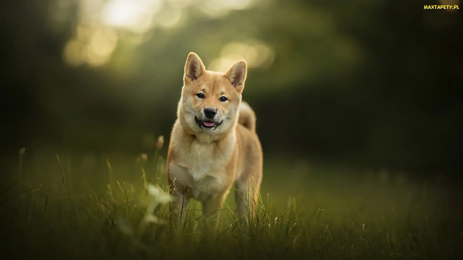 Trawa, Łąka, Pies, Shiba inu