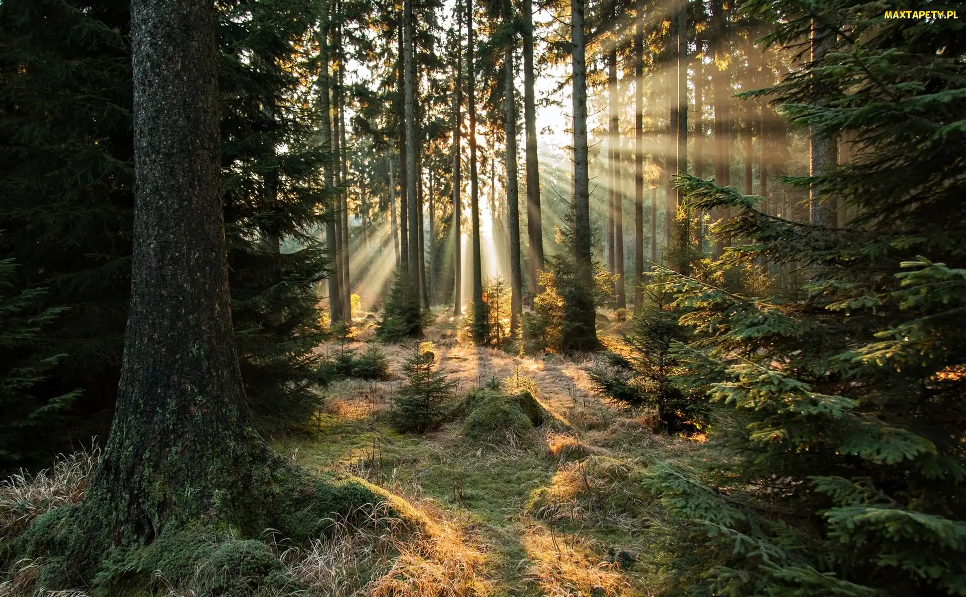 Przebijające Światło, Promienie słońca, Las, Poranek