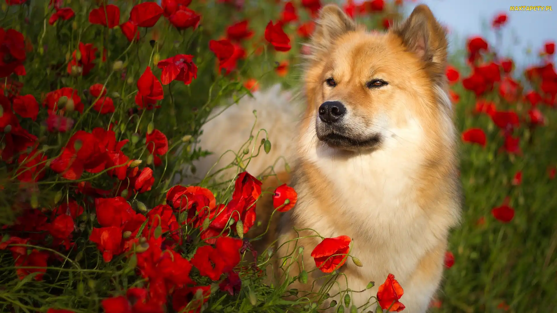 Pies, Maki, Szpic eurasier