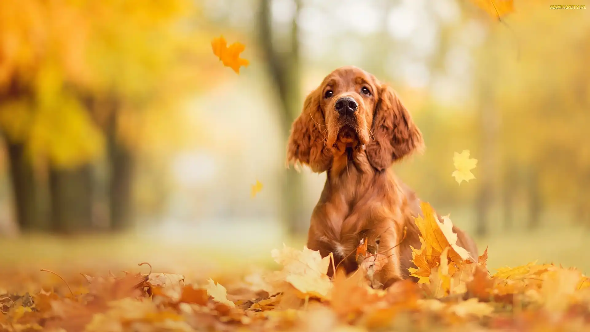 Cocker spaniel angielski, Liście, Pies