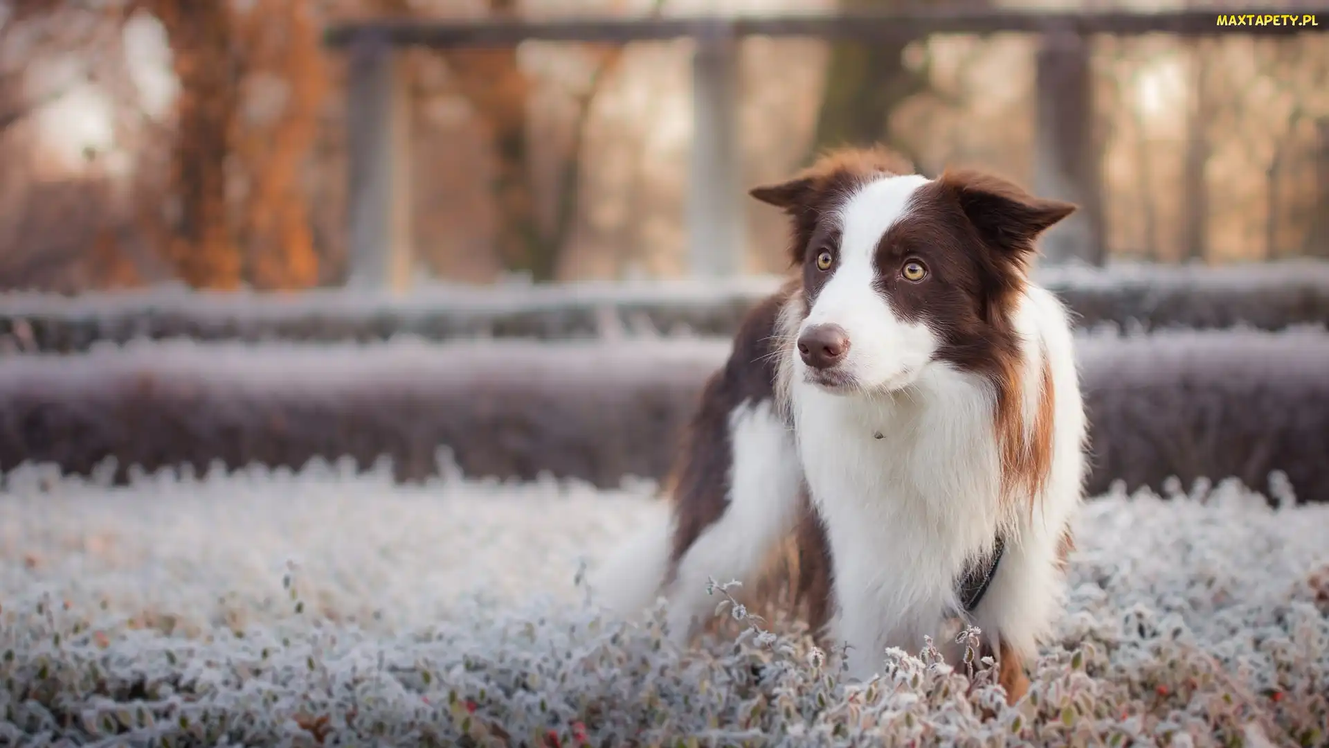 Rośliny, Oszronione, Pies, Border collie