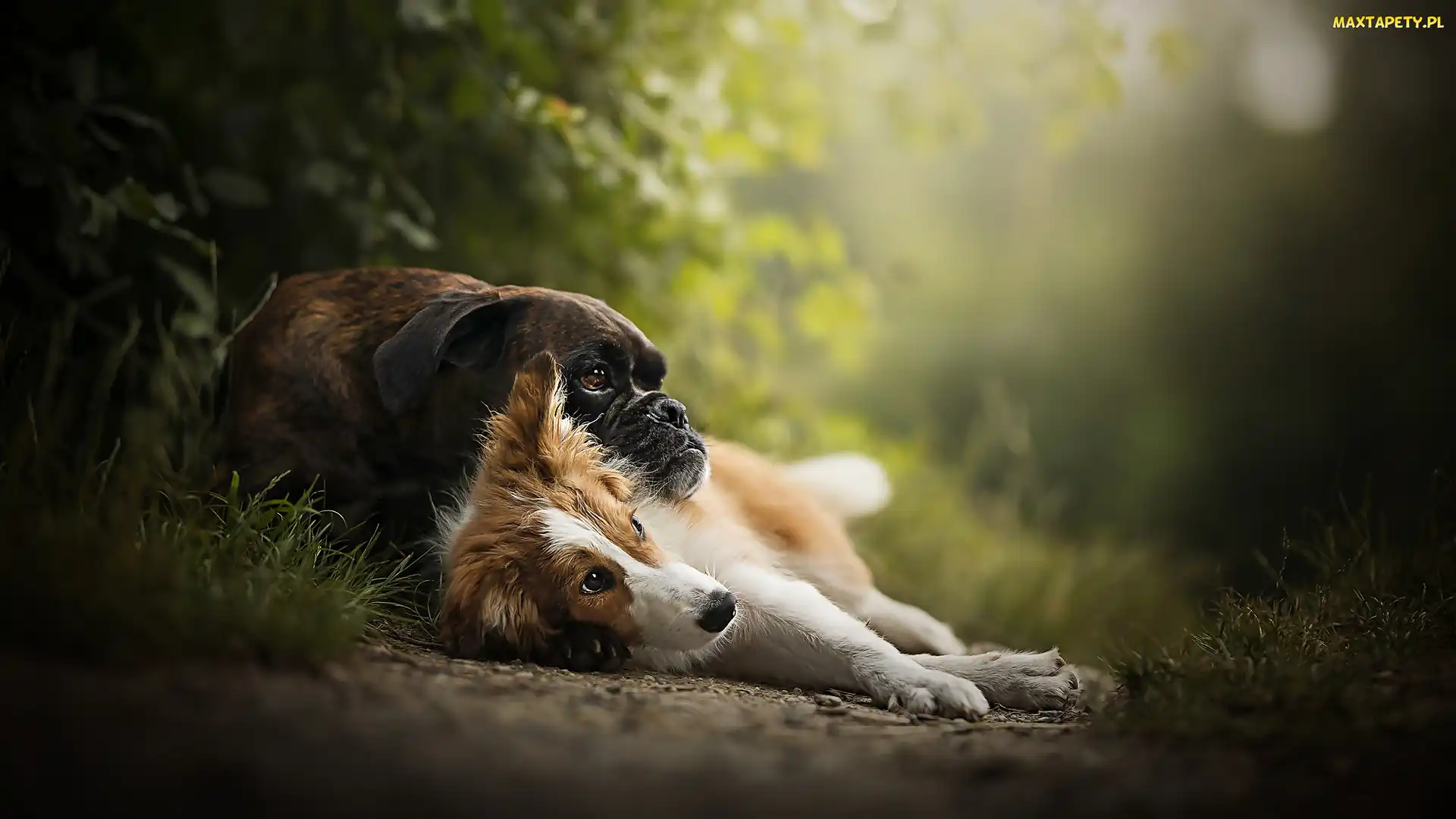 Psy, Rośliny, Border collie, Bokser, Leżące