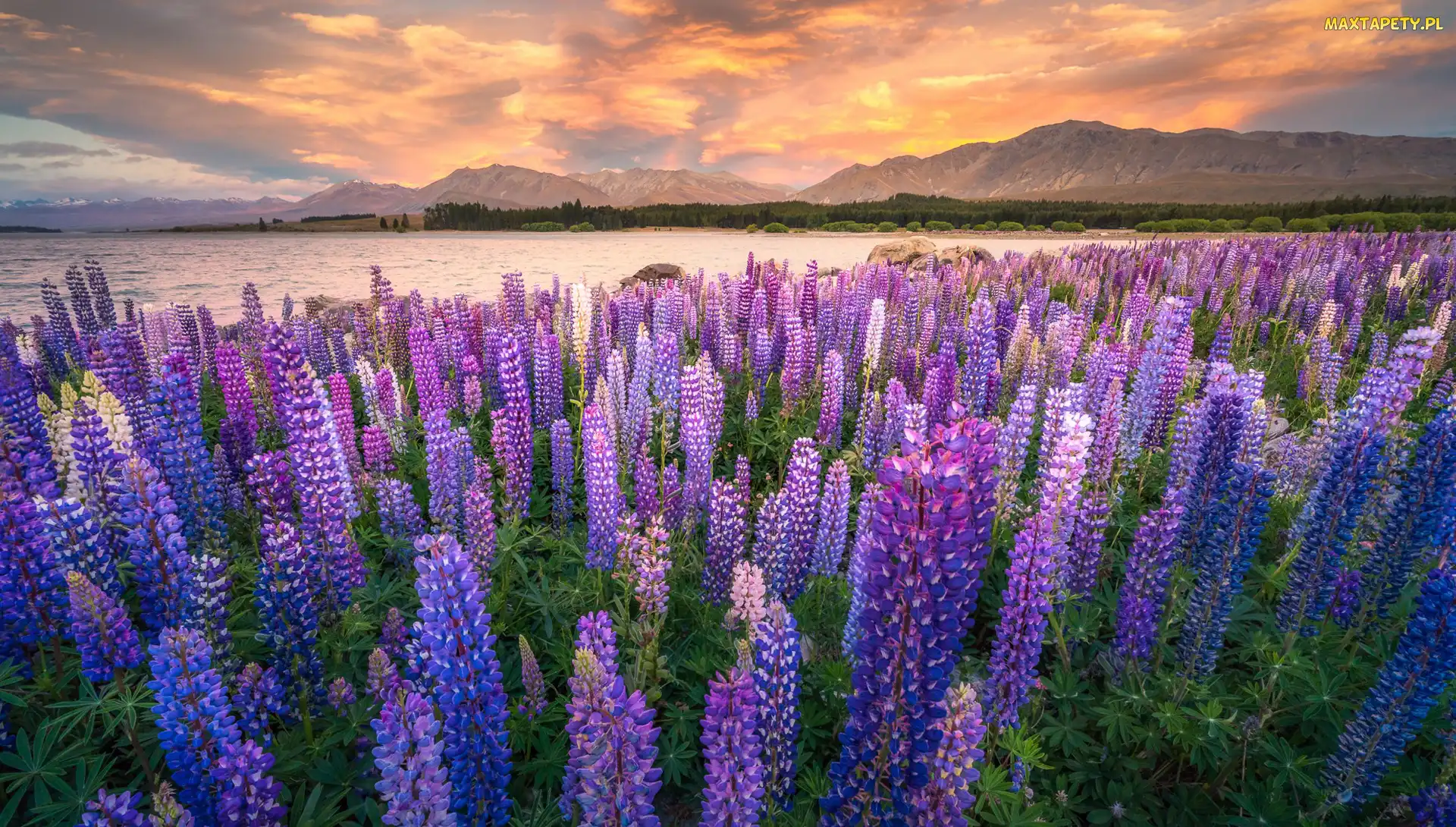 Jezioro Tekapo, Góry, Zachód słońca, Łubin, Nowa Zelandia