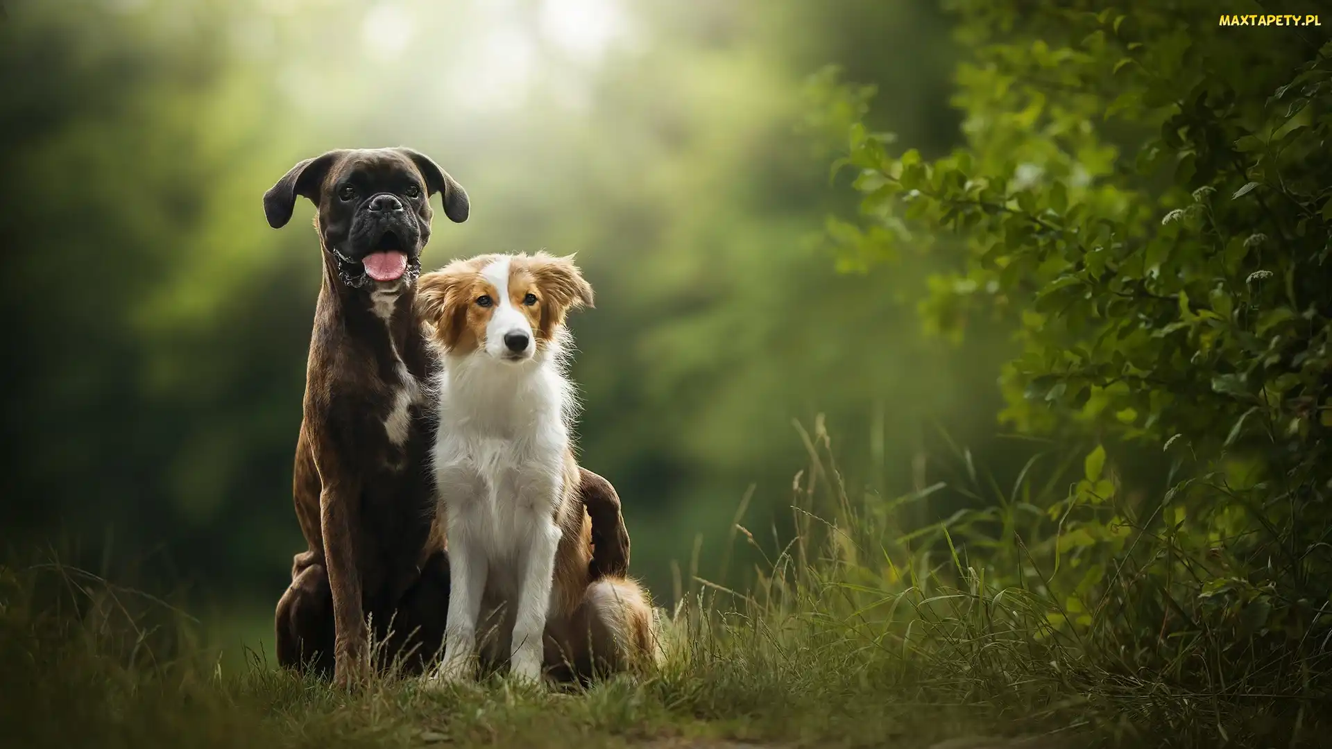 Bokser, Trawa, Krzew, Border collie, Psy