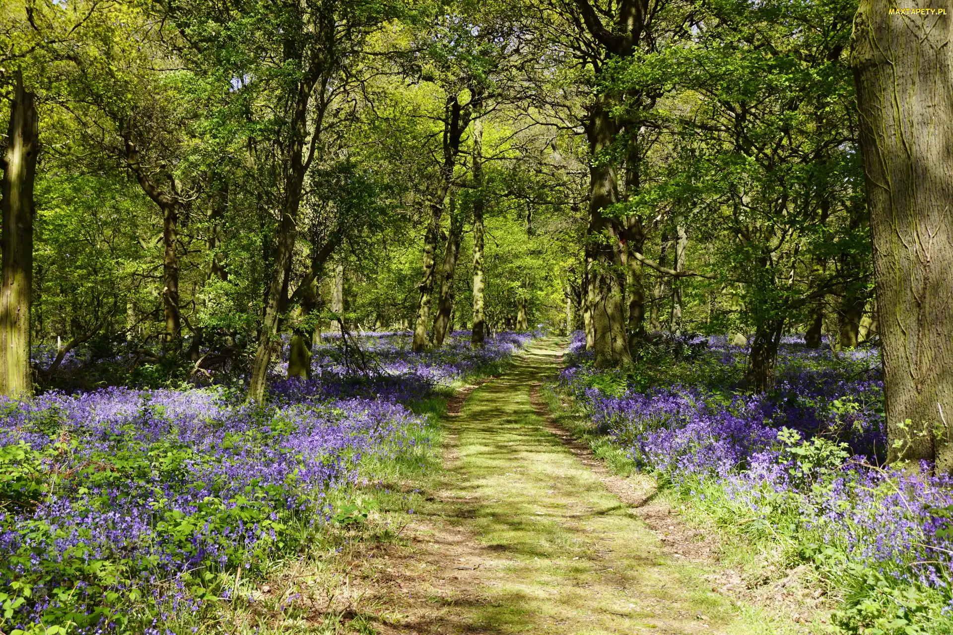 Kwiaty, Drzewa, Anglia, Dzwonki, Ścieżka, Wielka Brytania, Shipley Country Park