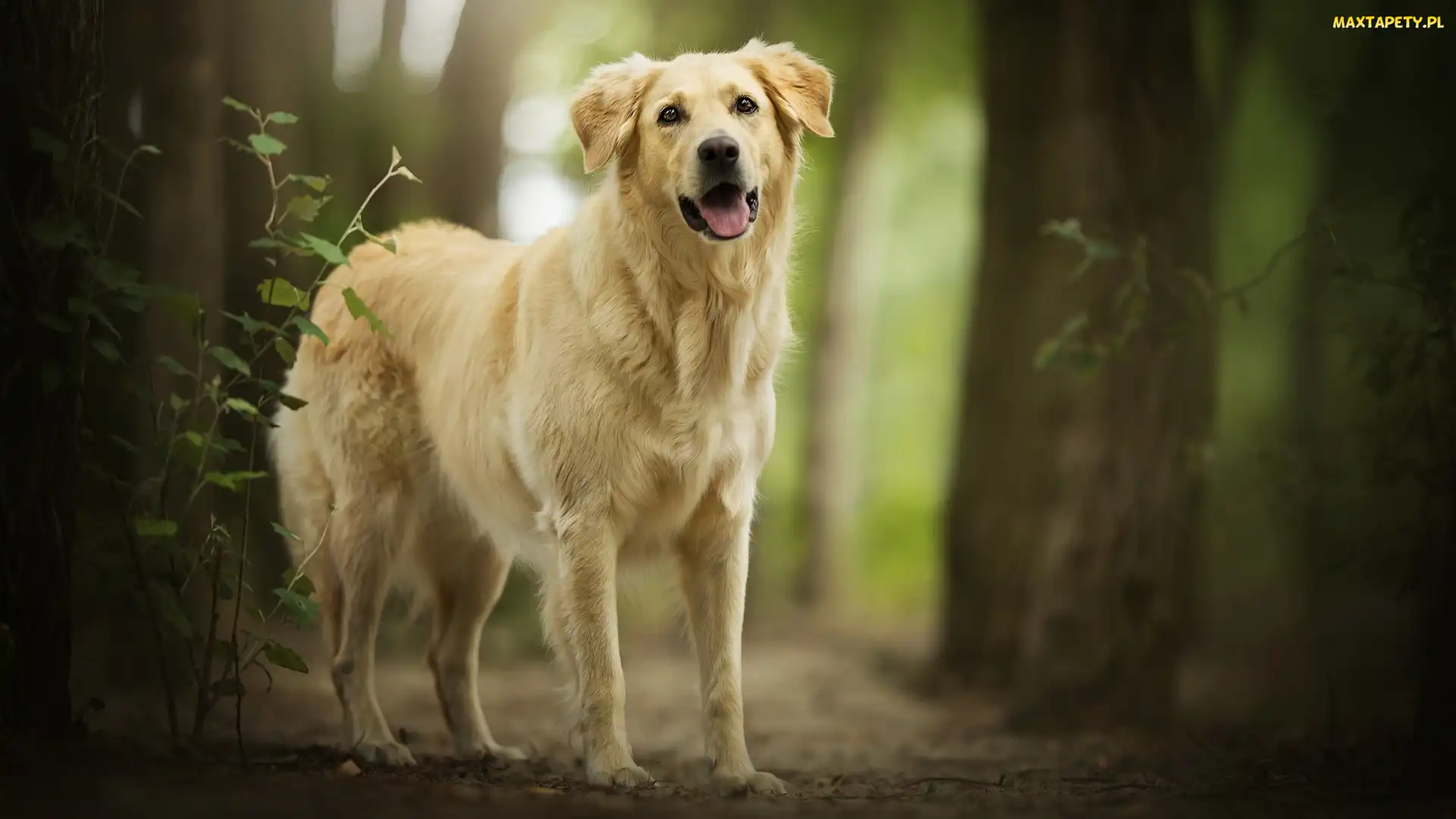 Las, Drzewa, Pies, Golden retriever