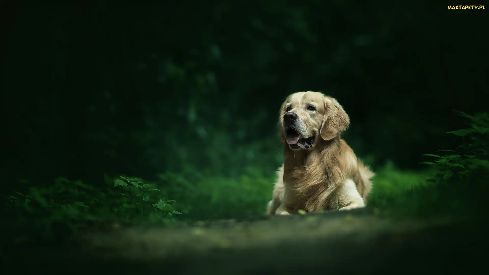 Pies, Tło, Rośliny, Rozmyte, Golden retriever