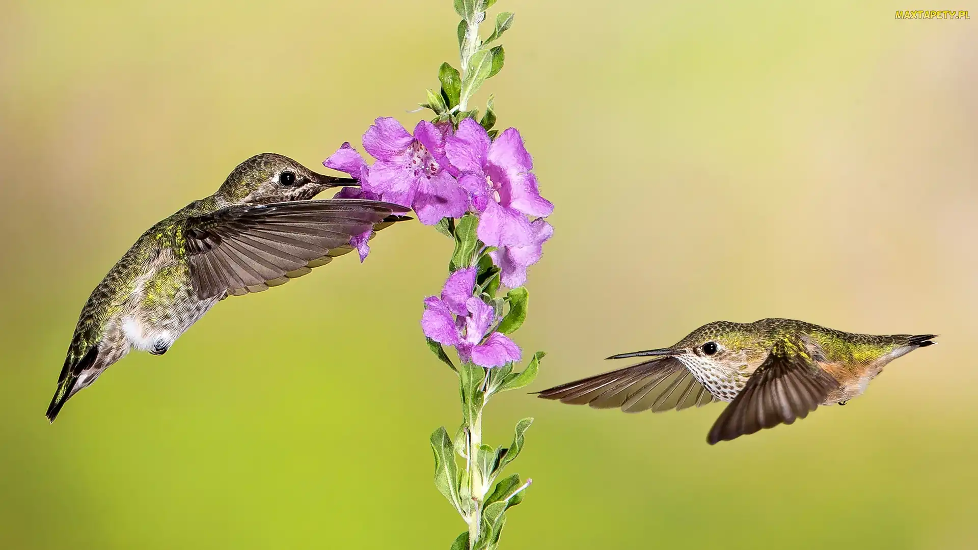 Kolibry, Kwiat, Dwa