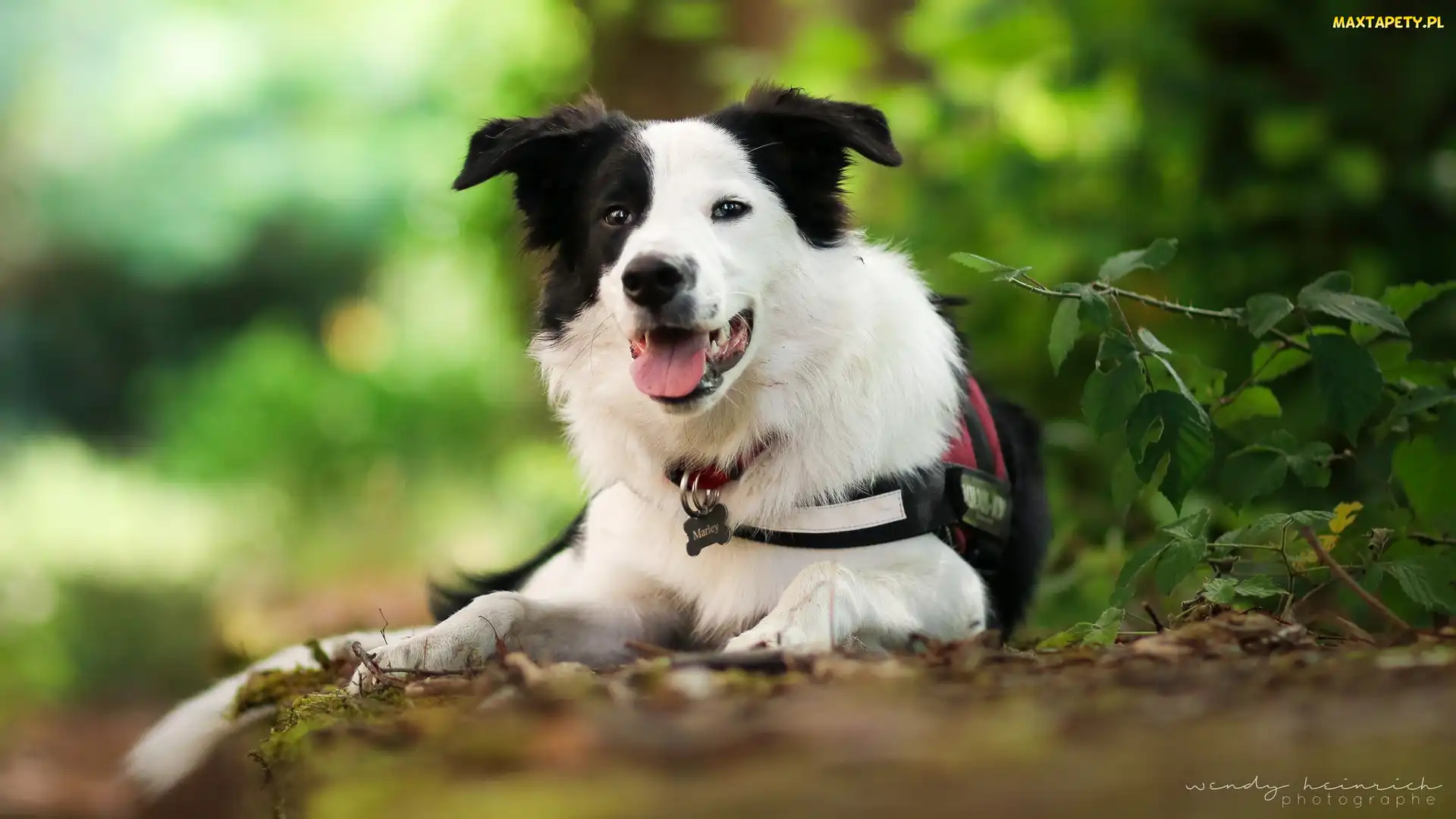 Border collie, Mordka, Pies
