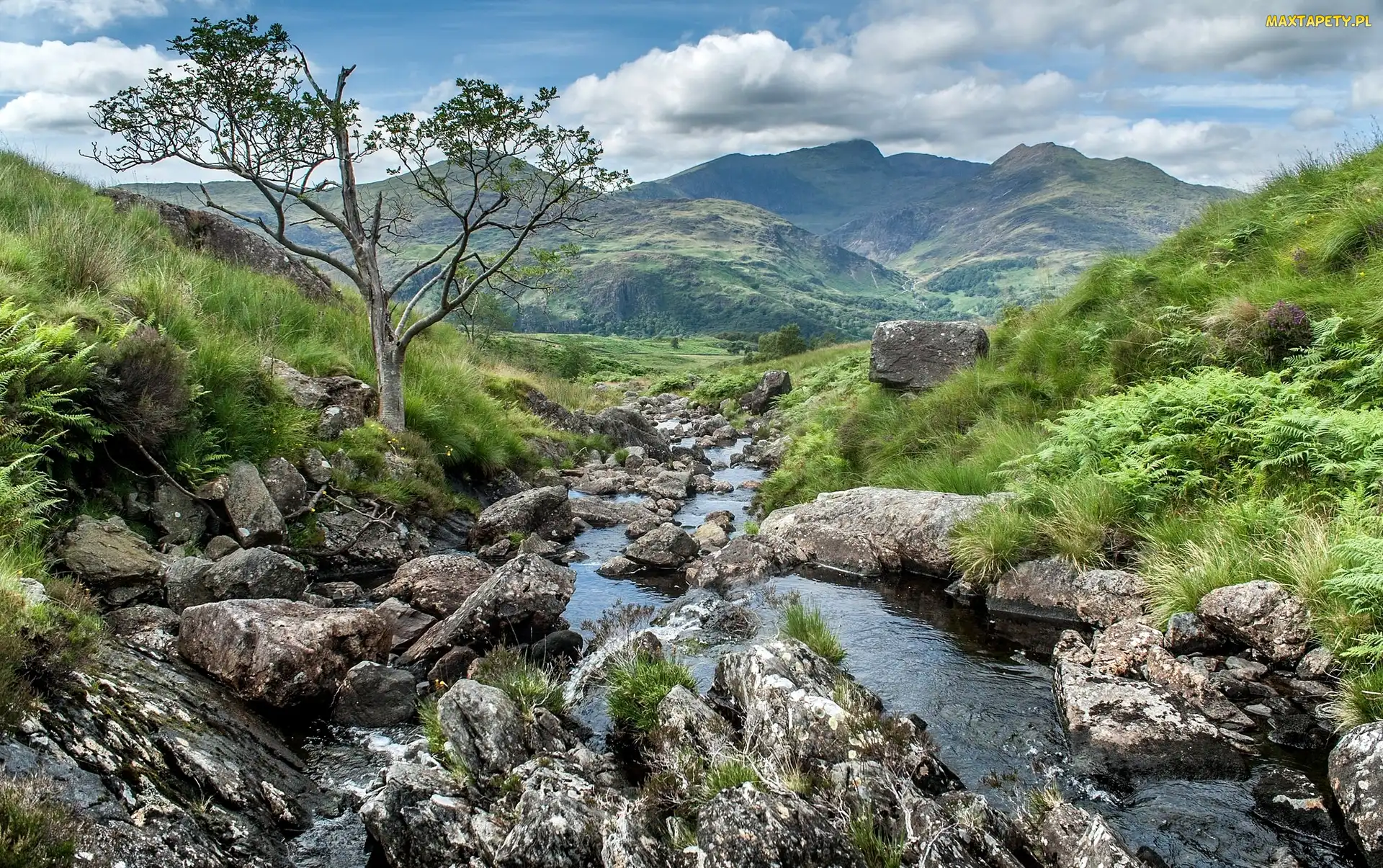 Drzewo, Kamienie, Park Narodowy Snowdonia, Walia, Wzgórza, Rzeczka