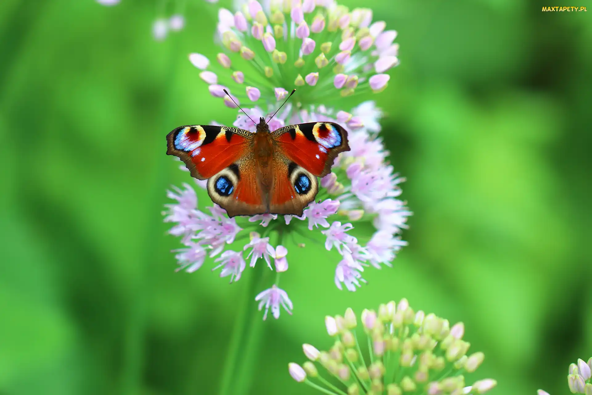 Motyl, Rusałka pawik, Czosnek ozdobny
