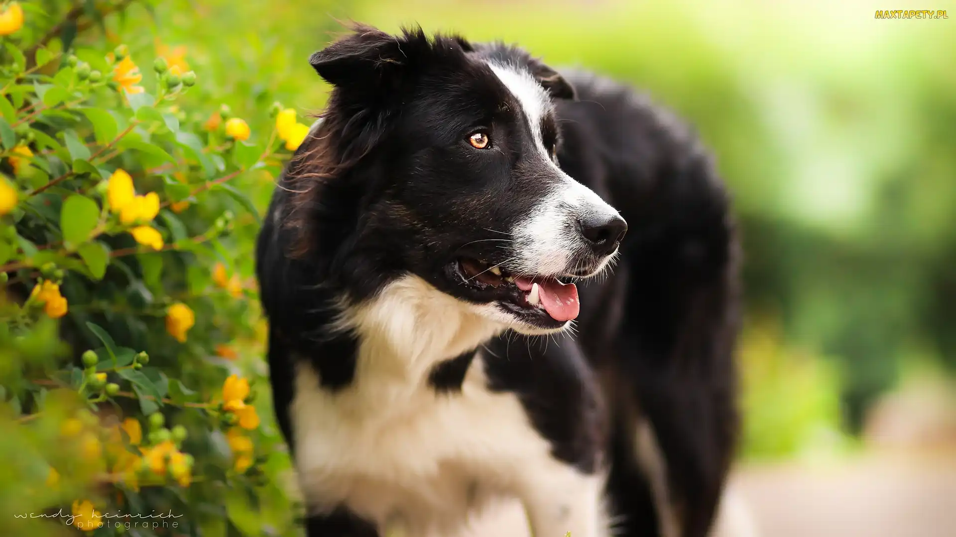 Kwiaty, Krzew, Pioes, Border collie