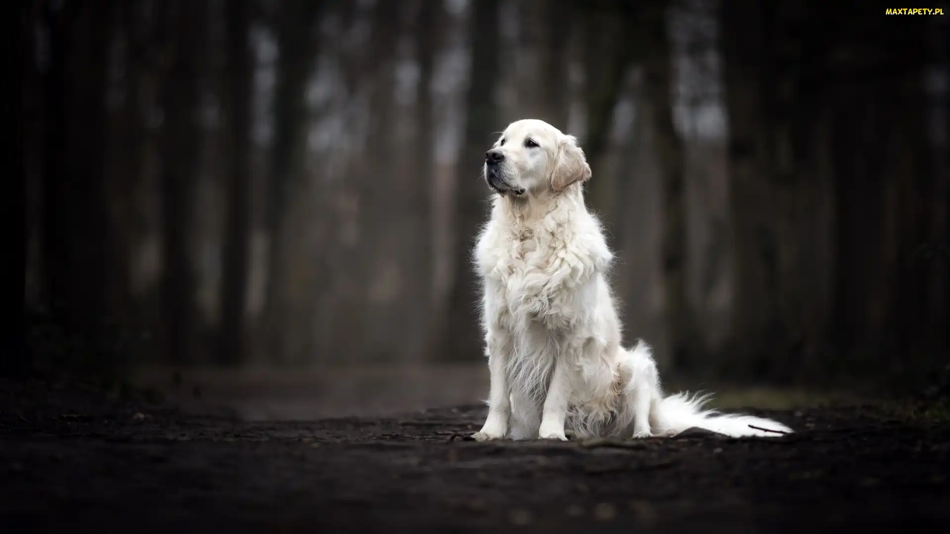 Golden retriever, Pies