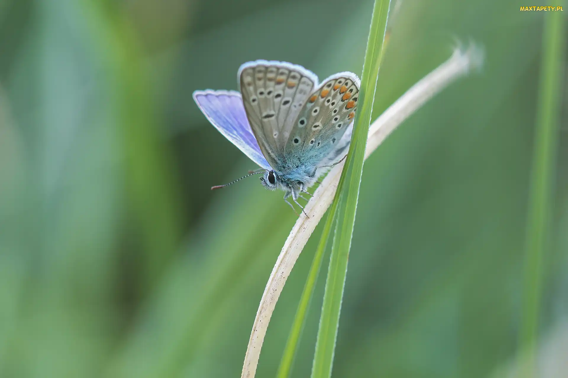 Trawa, Źdźbła, Motyl, Modraszek ikar