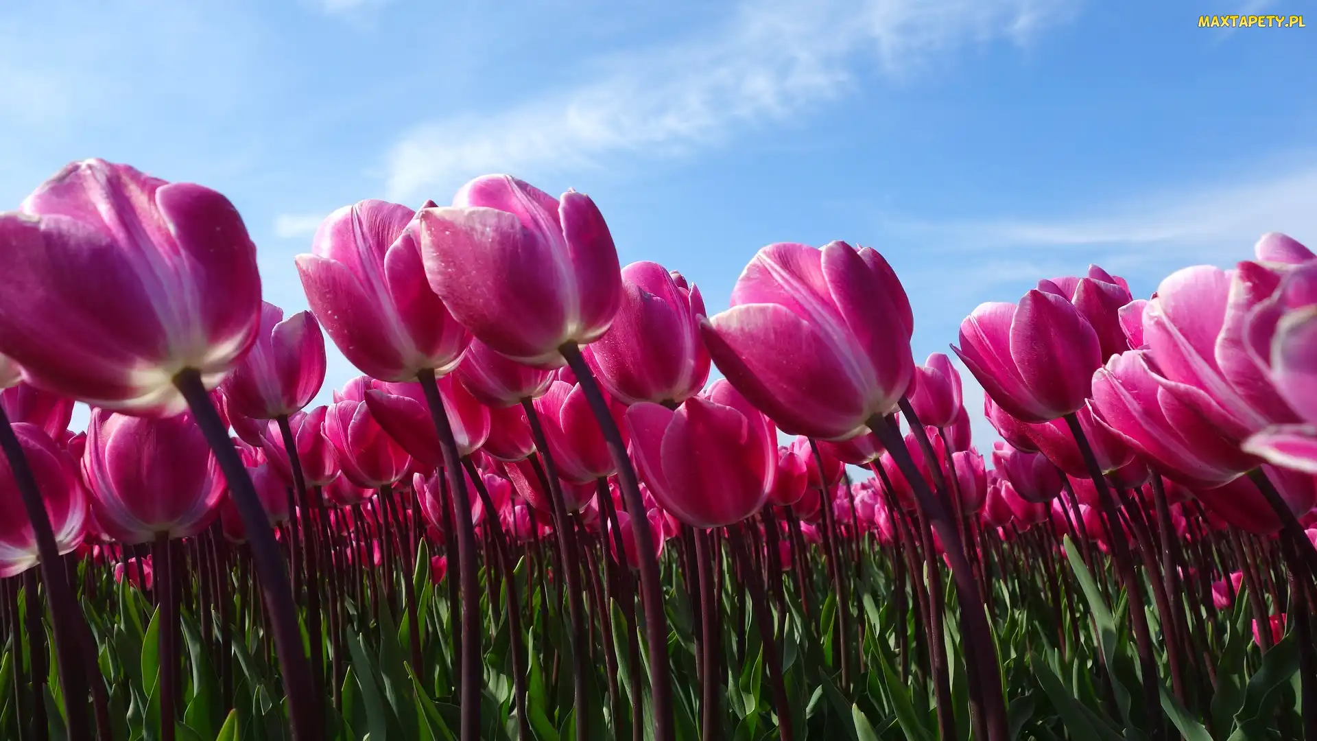 Różowe, Niebo, Tulipany