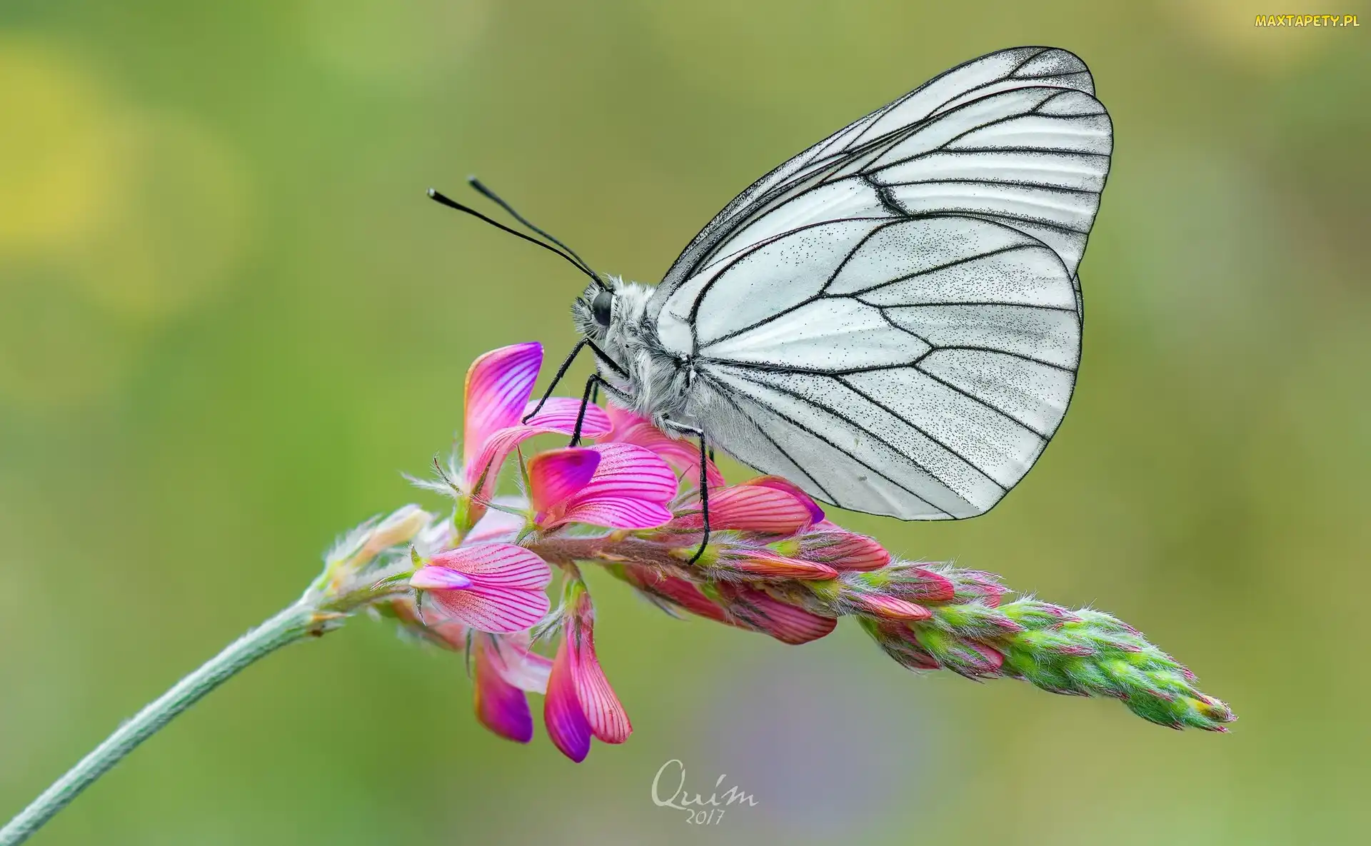 Niestrzęp głogowiec, Kwiat, Motyl