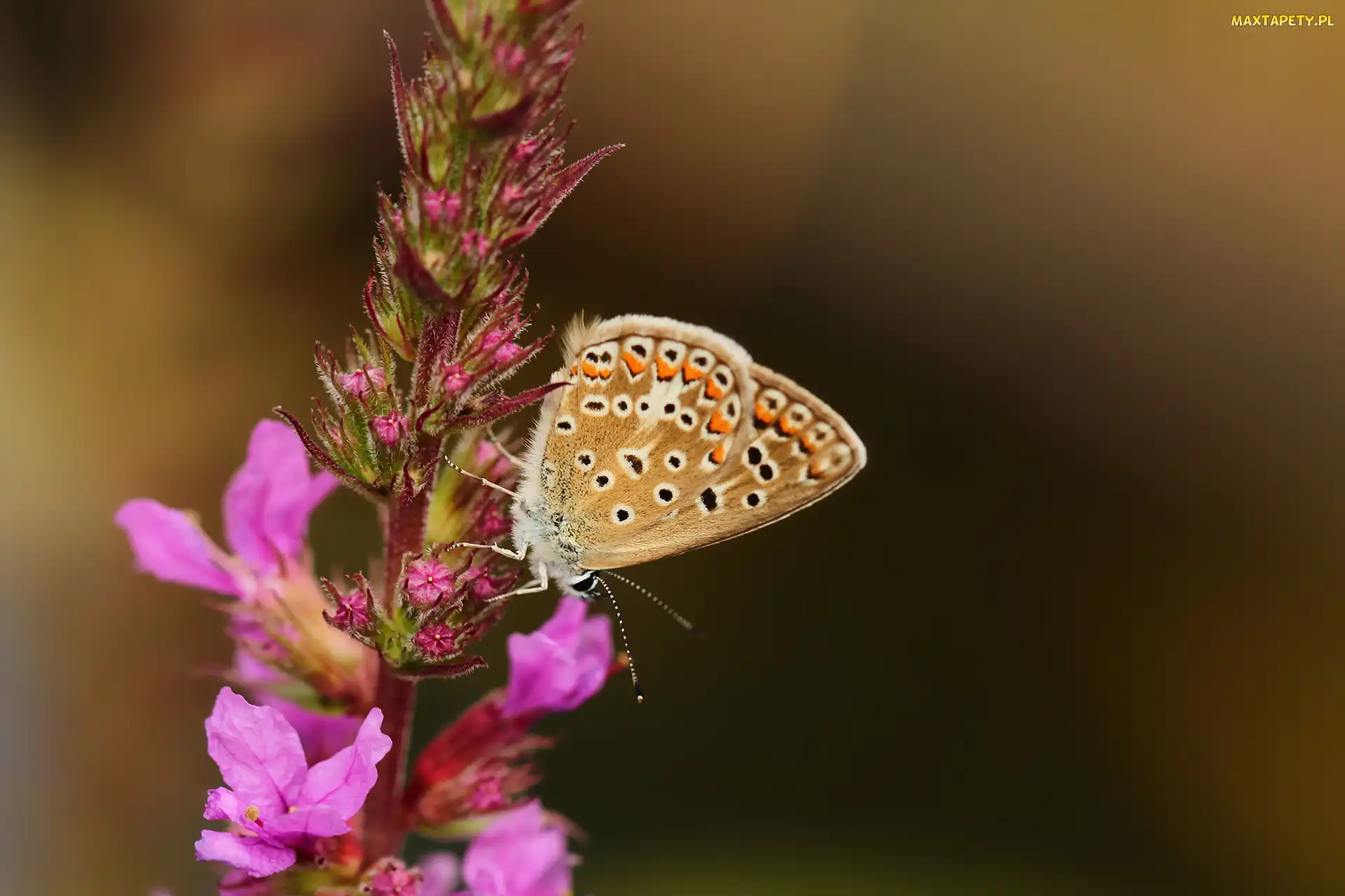 Kwiat, Owad, Motyl, Modraszek agestis