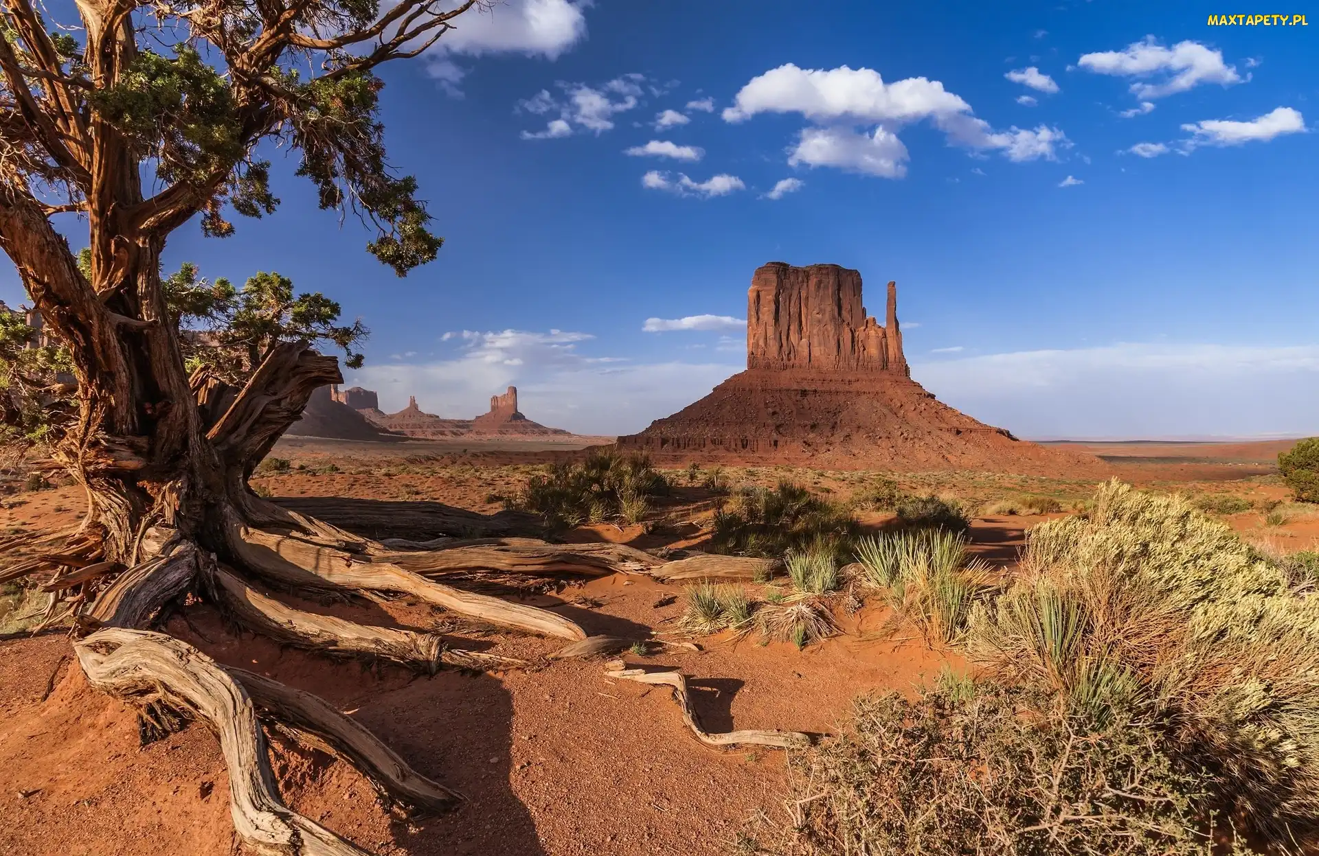 Drzewo, Skały, Wyżyna Kolorado, Stany Zjednoczone, Monument Valley, Dolina Pomników