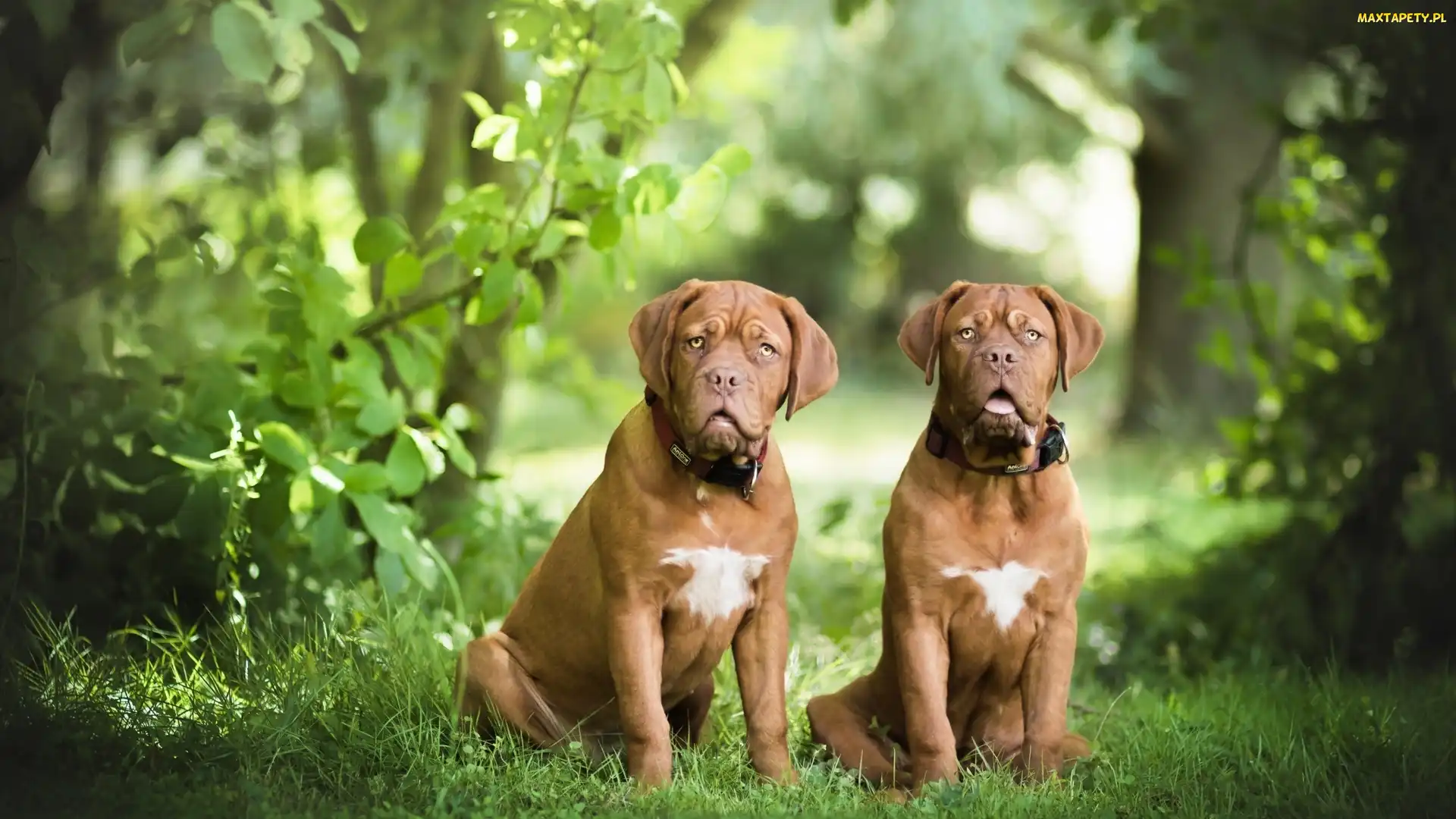 Dwa, Zieleń, Dog de Bordeaux, Las, Psy