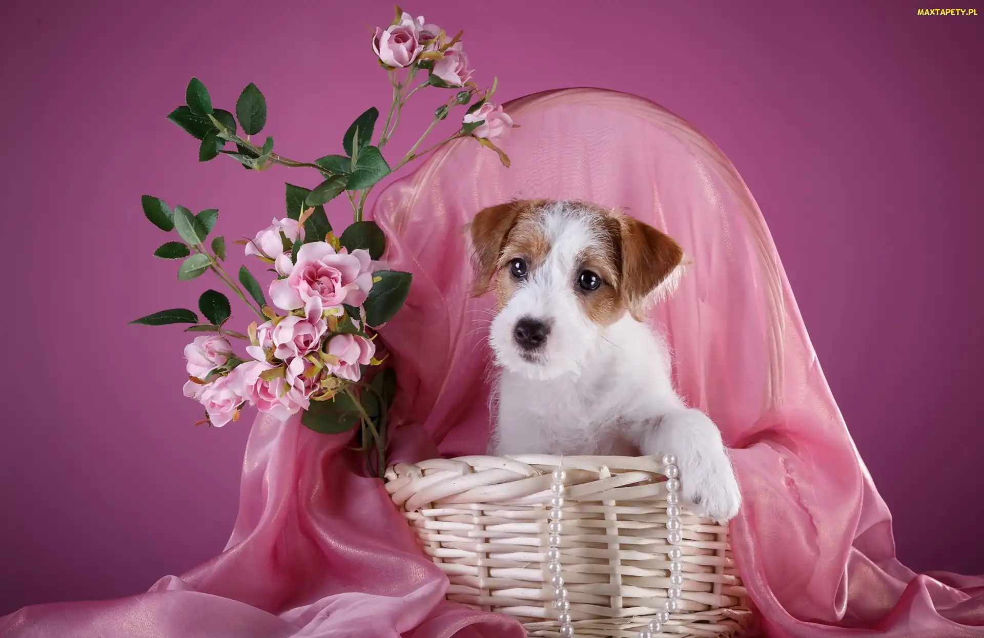 Szczeniak, Kwiatki, Kosz, Jack Russell terrier, Pies