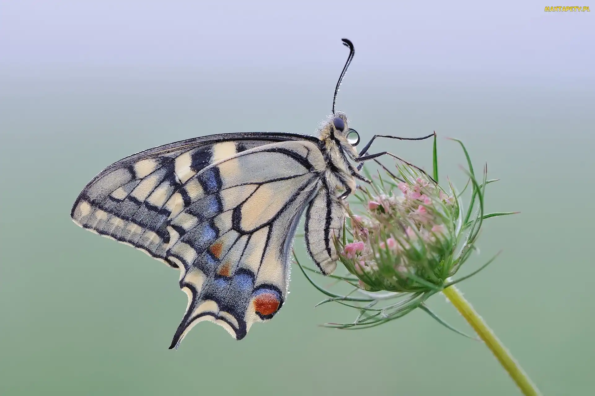 Paź królowej, Roślina, Motyl
