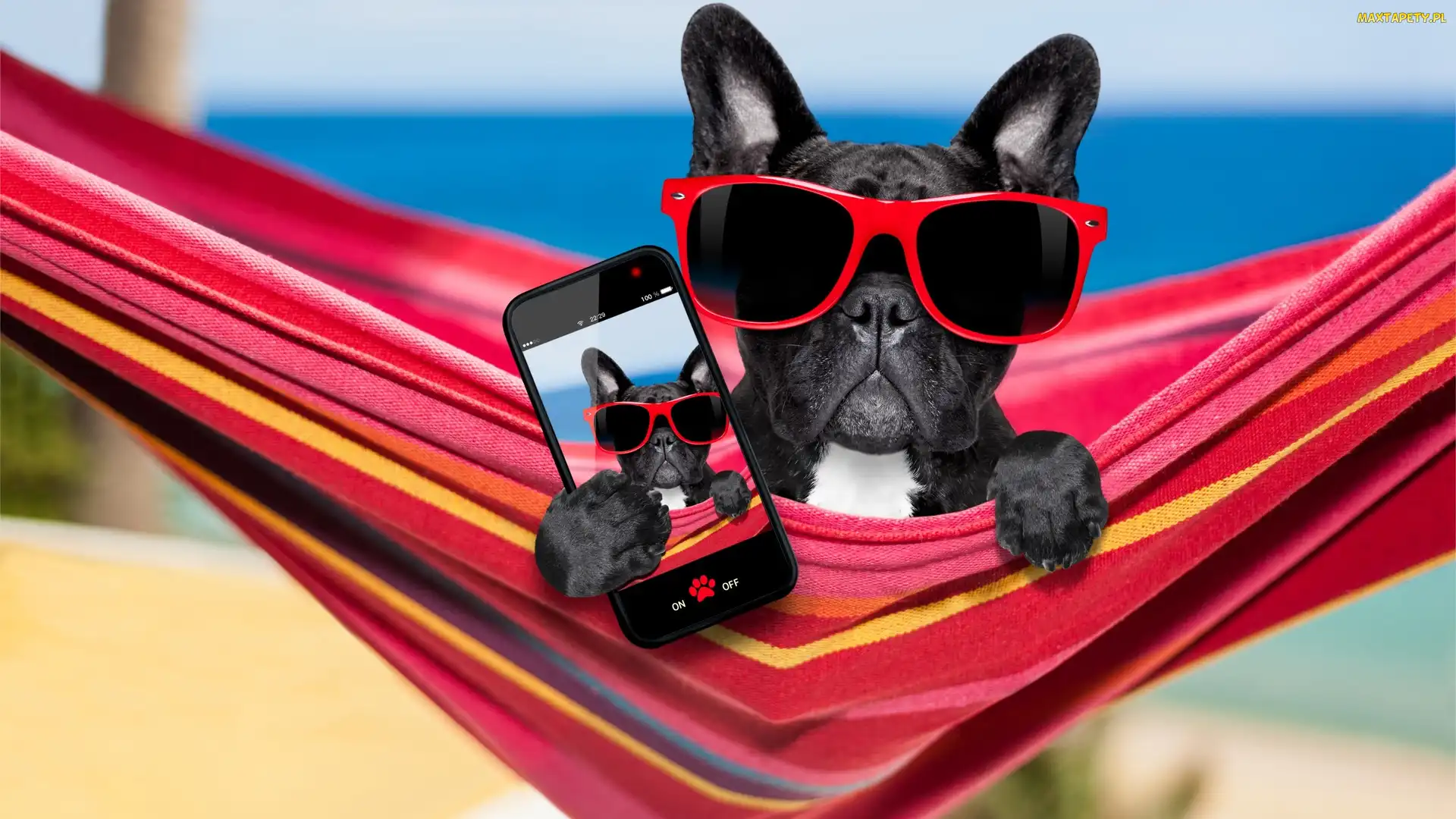 Buldog francuski, Śmieszne, Selfie, Telefon, Pies