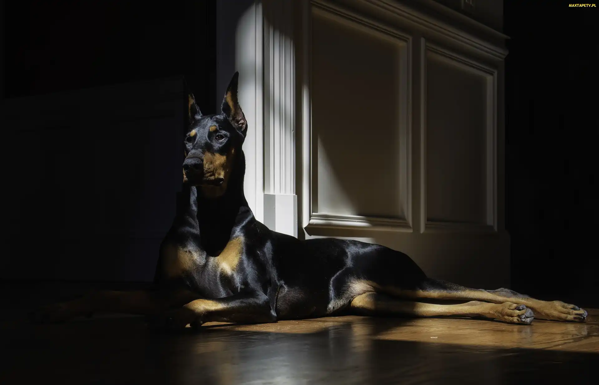 Światło, Pokój, Doberman, Pies
