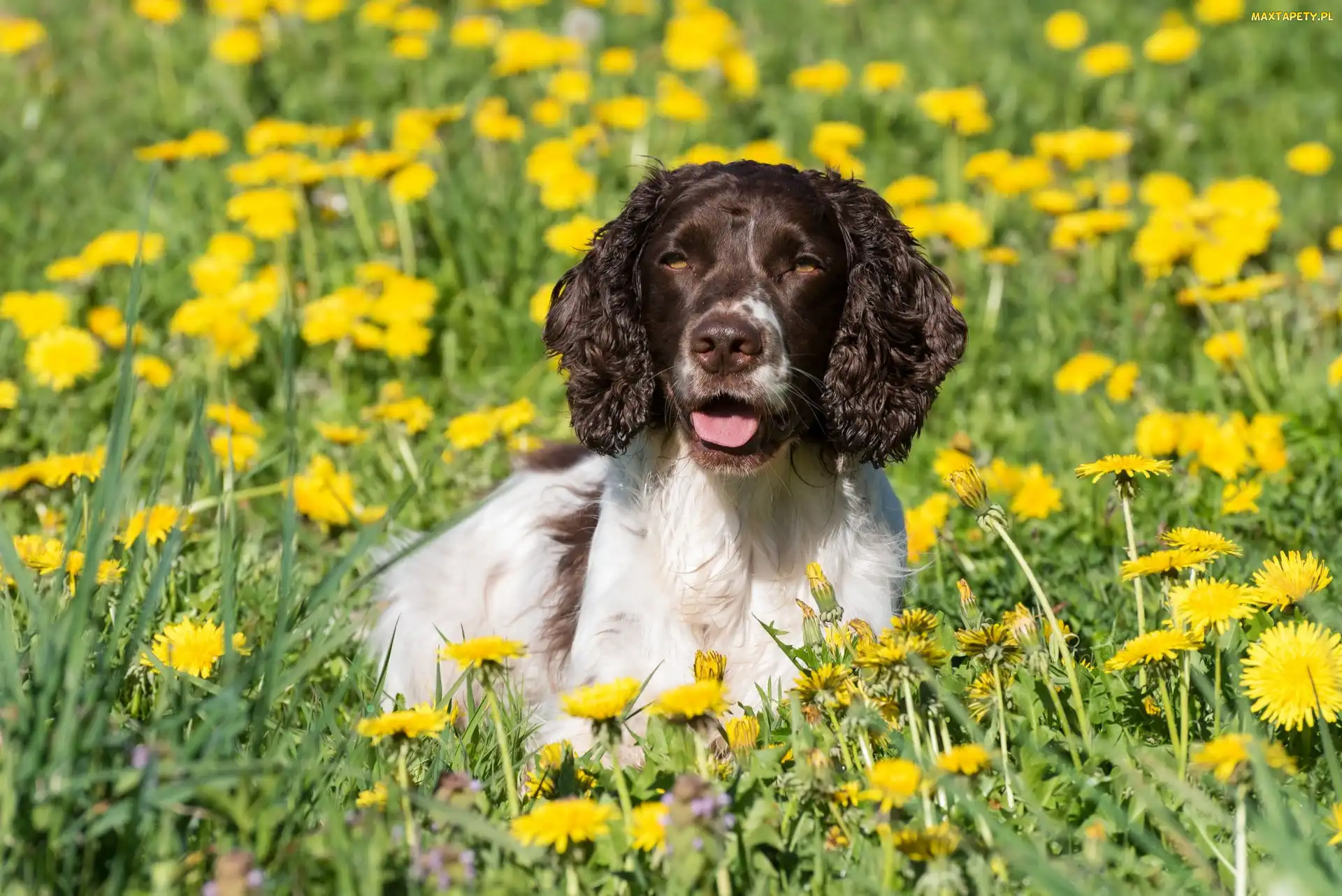 Springer spaniel angielski, Mniszek, Kwiaty, Łąka, Pies