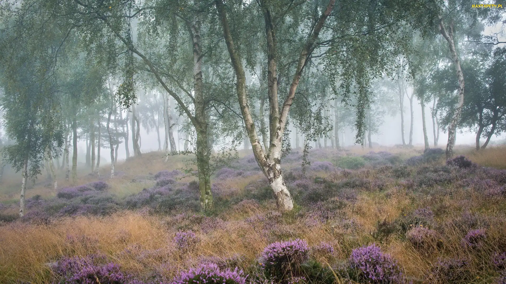 Brzozy, Drzewa, Park Narodowy Peak District, Mgła, Wrzos, Anglia, Wrzosowisko