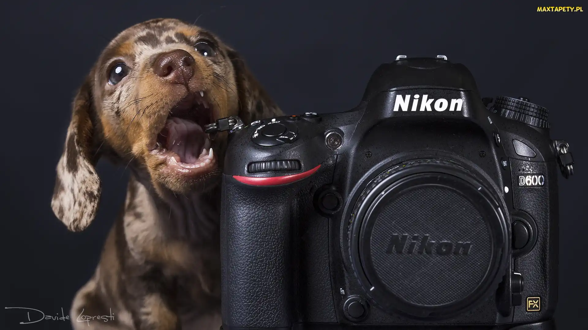 Nikon, Aparat fotograficzny, Jamnik krótkowłosy, Szczeniak