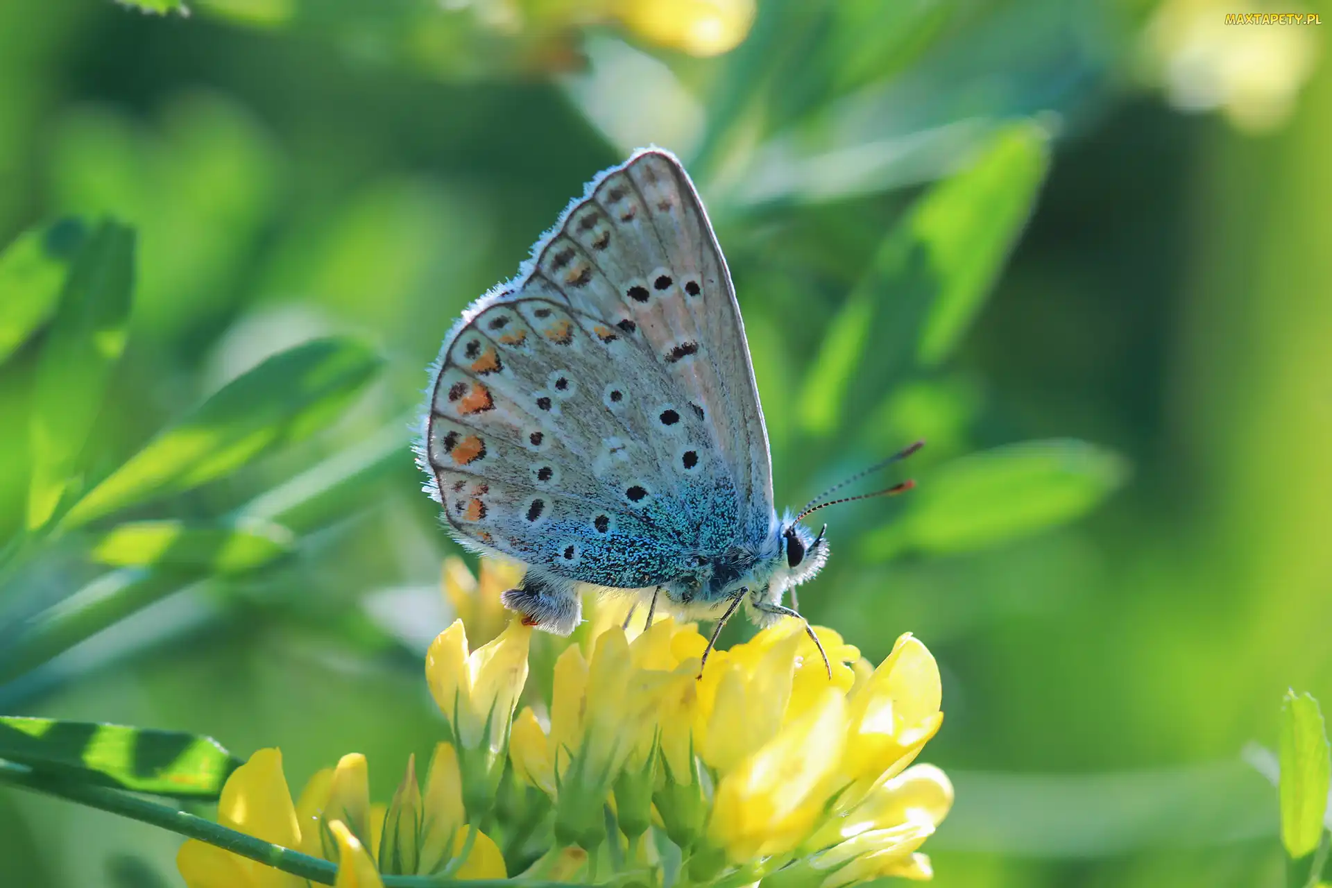 Motyl, Owad, Samica, Modraszek ikar