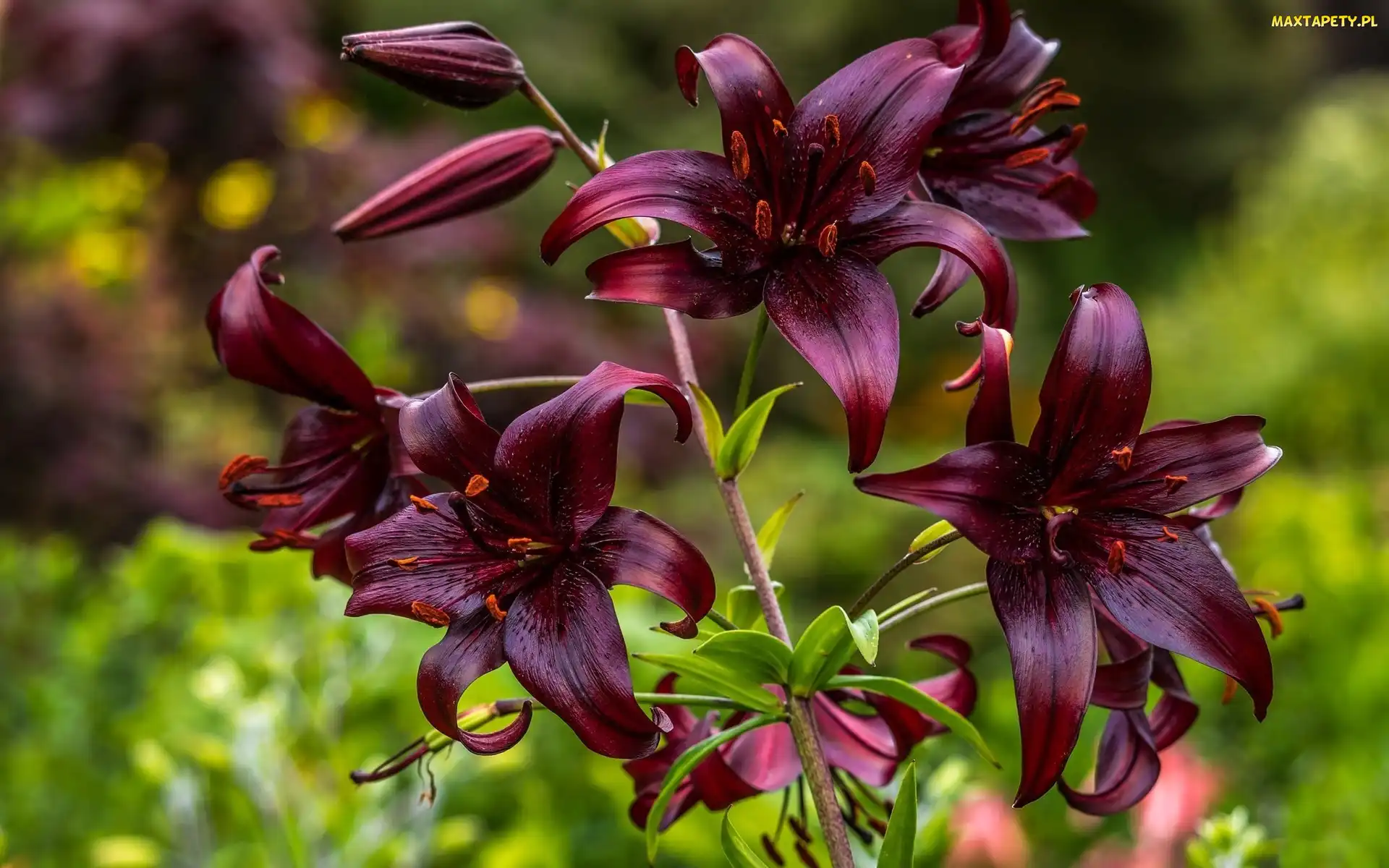Lilia tygrysia, Kwiaty, Bordowe