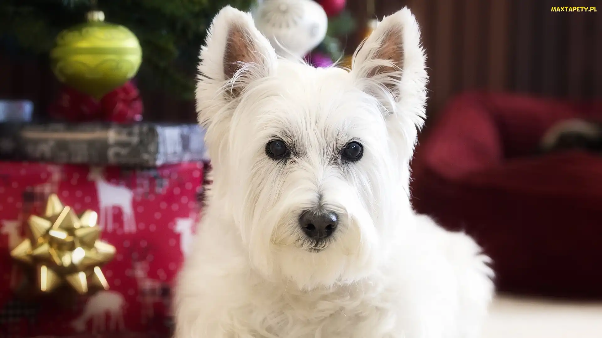 West highland white terrier, Świąteczne, Ozdoby, Mordka, Pies