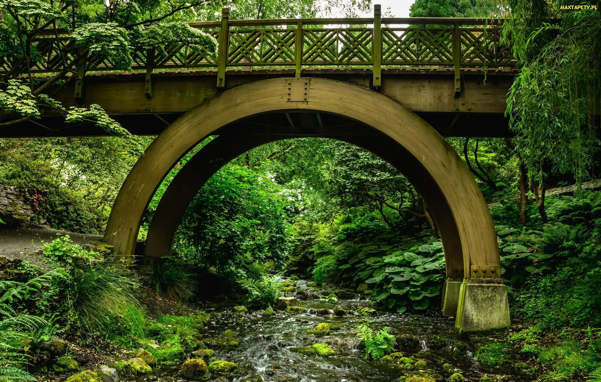 Ogród Botaniczny Crystal Springs Rhododendron Gardens, Zjednoczone, Stany, Drzewa, Rzeka, Most drewniany, Strumień, Stan Oregon